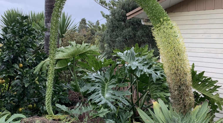 Agave attenuata&nbsp;survives on minimal water, thriving in extremely 