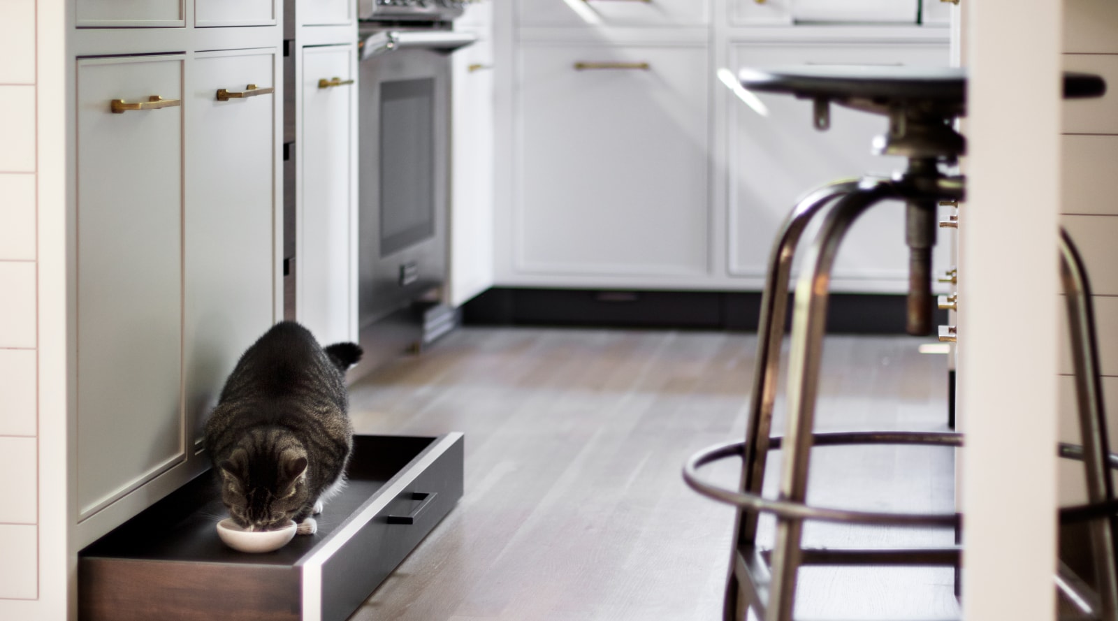 Not a cat door, but a cat drawer | Trends