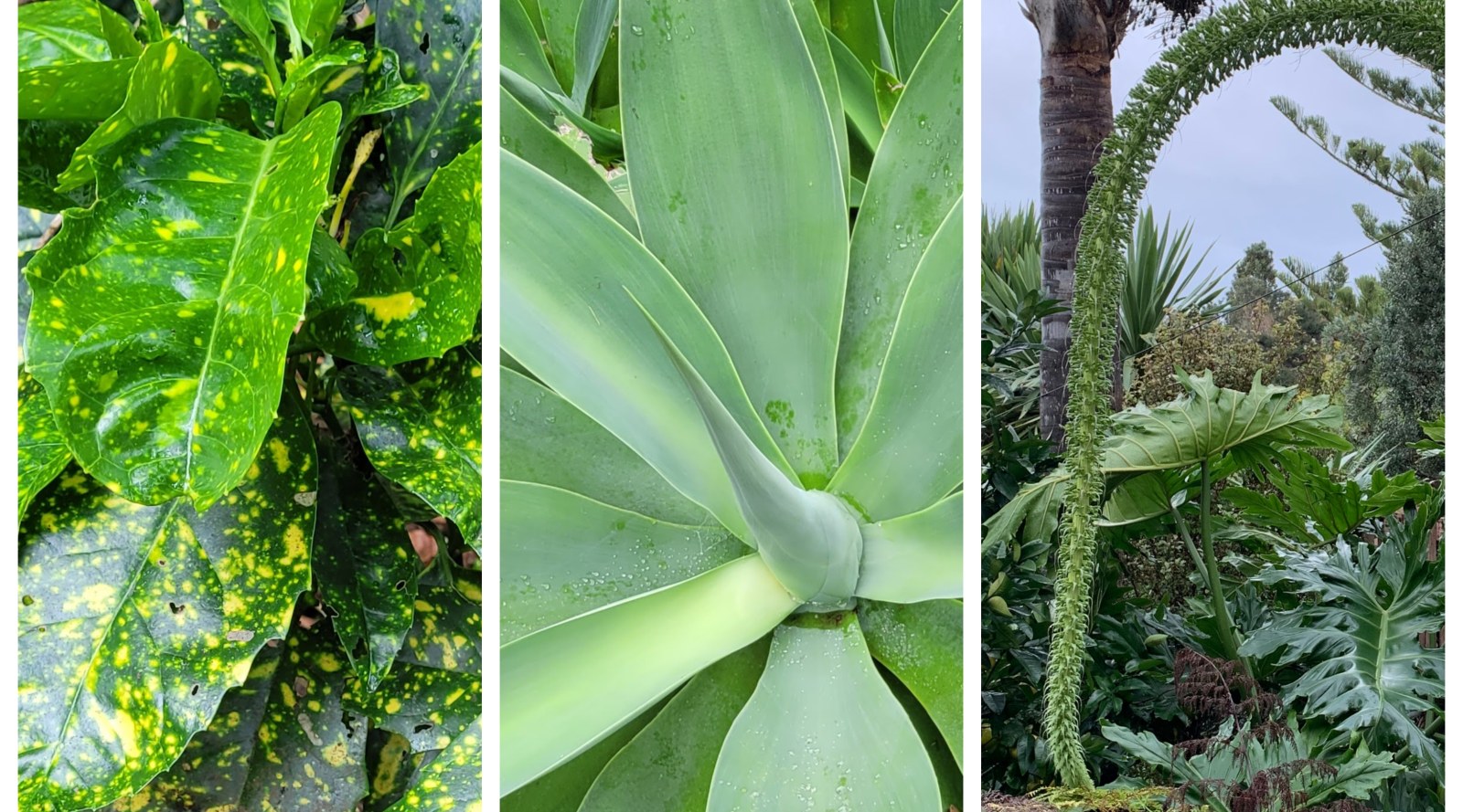 3 Low Maintenance Plants That Deserve A Comeback Trends