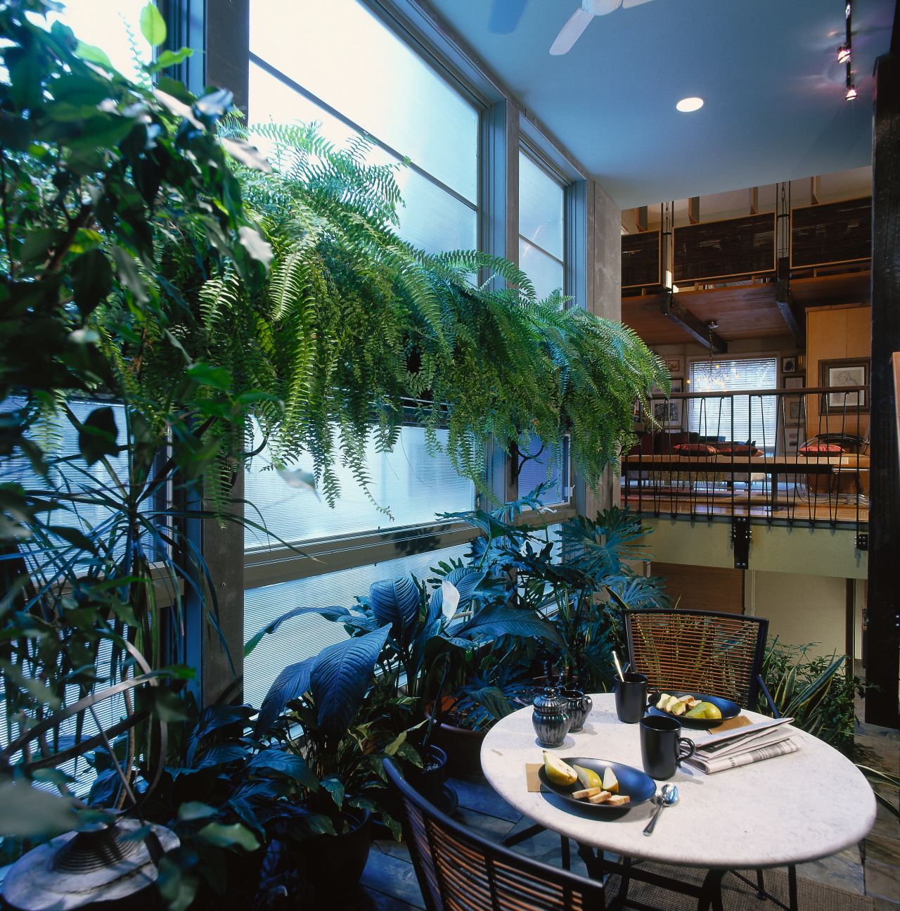 View of the indoor garden room, many palnts, home, interior design, plant, tree, window, black