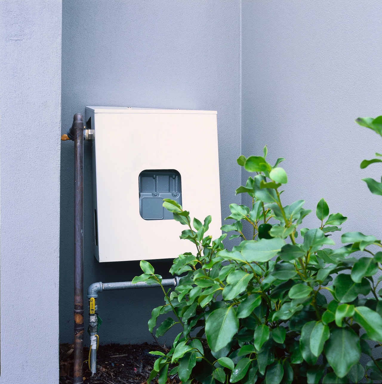 View of a power box outside. flowerpot, leaf, plant, wall, teal