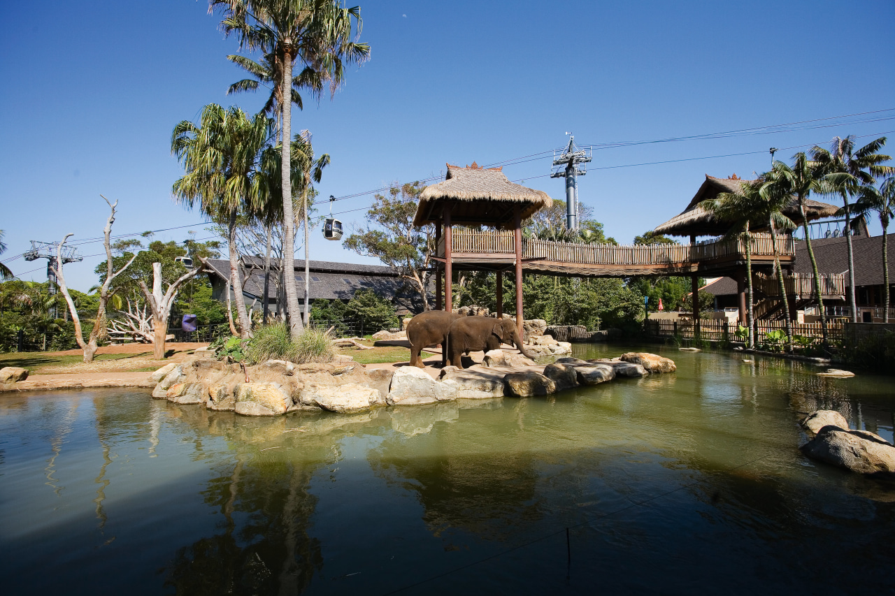 A view of the Asian elephant enclosure featuriing arecales, leisure, palm tree, plant, real estate, reflection, resort, sky, tourist attraction, tree, water, teal, black