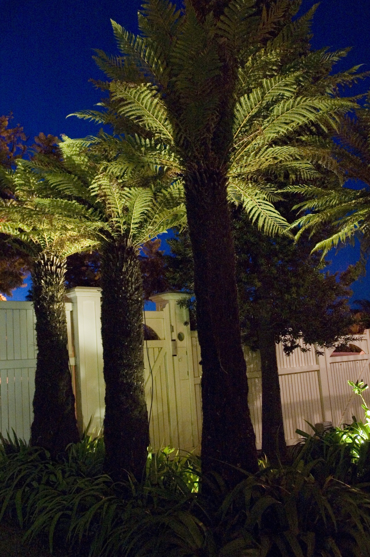 A view of a garden with lighting which arecales, date palm, landscape lighting, lighting, majorelle blue, palm tree, plant, sky, tree, tropics, vegetation, black, brown