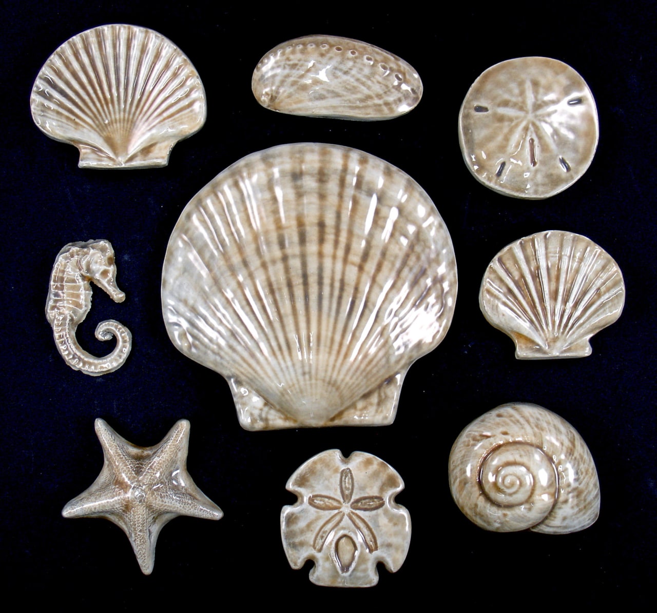 Image of an intricate tile design by Timeless cockle, conchology, nautilida, organism, seashell, black