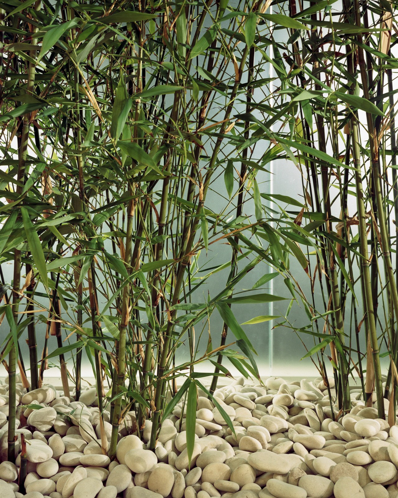 Banbo plants in the office. bamboo, grass, grass family, plant, green, brown