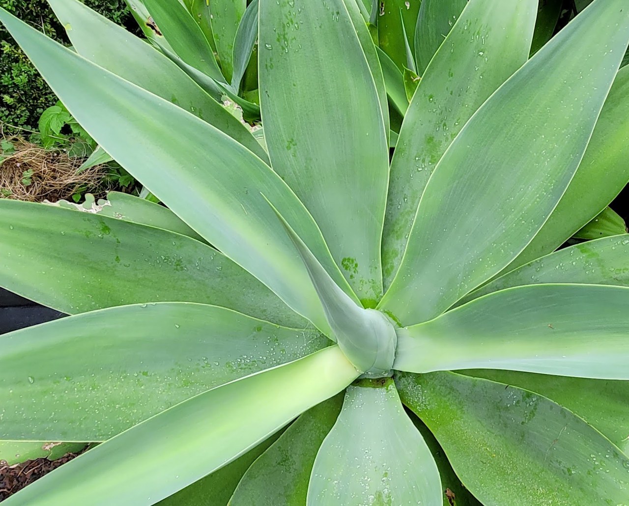 The Super Star – Agave attenuata. 