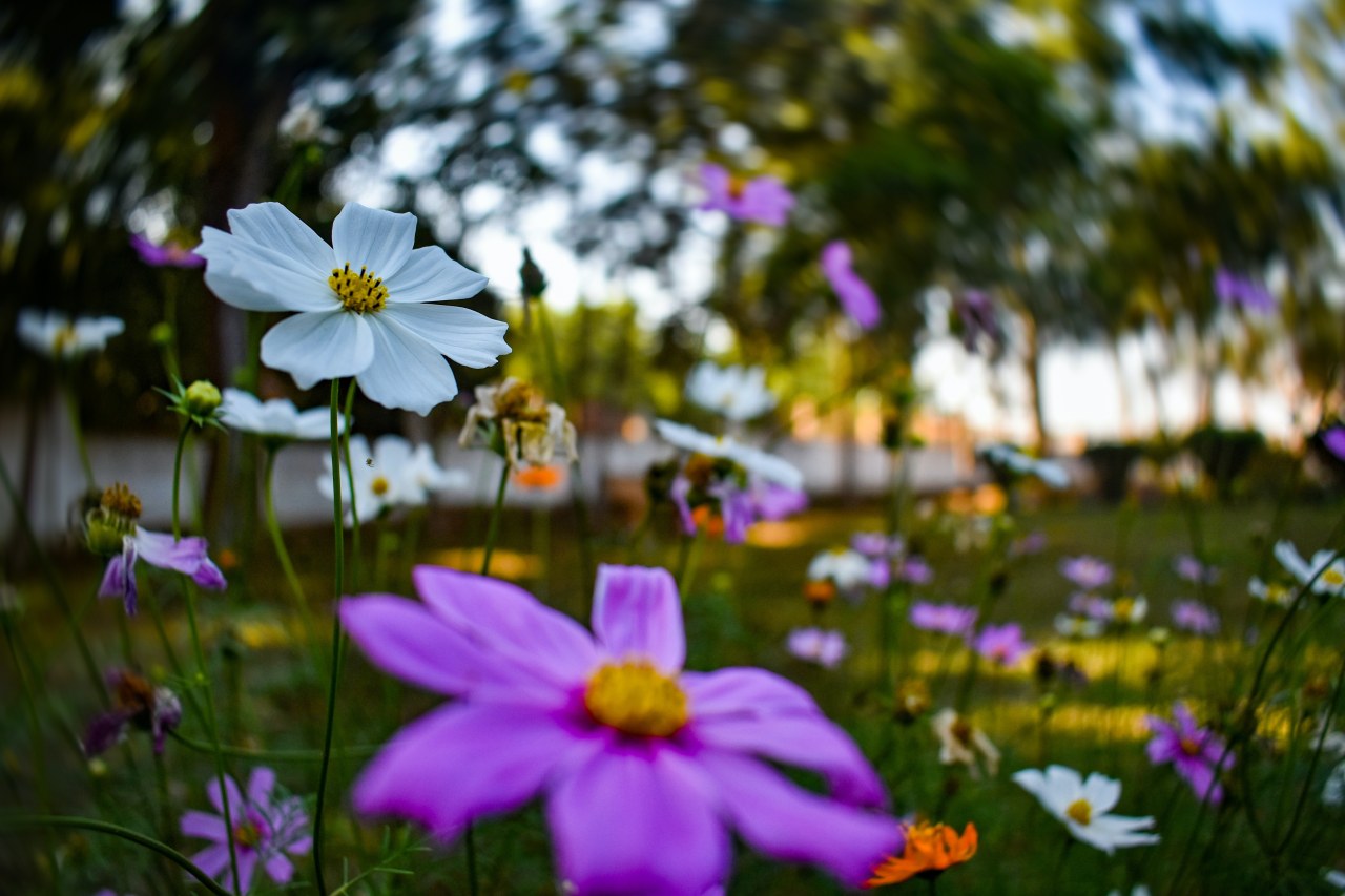 These extremely easy-to-grow bulbs bloom abundantly through springtime. 