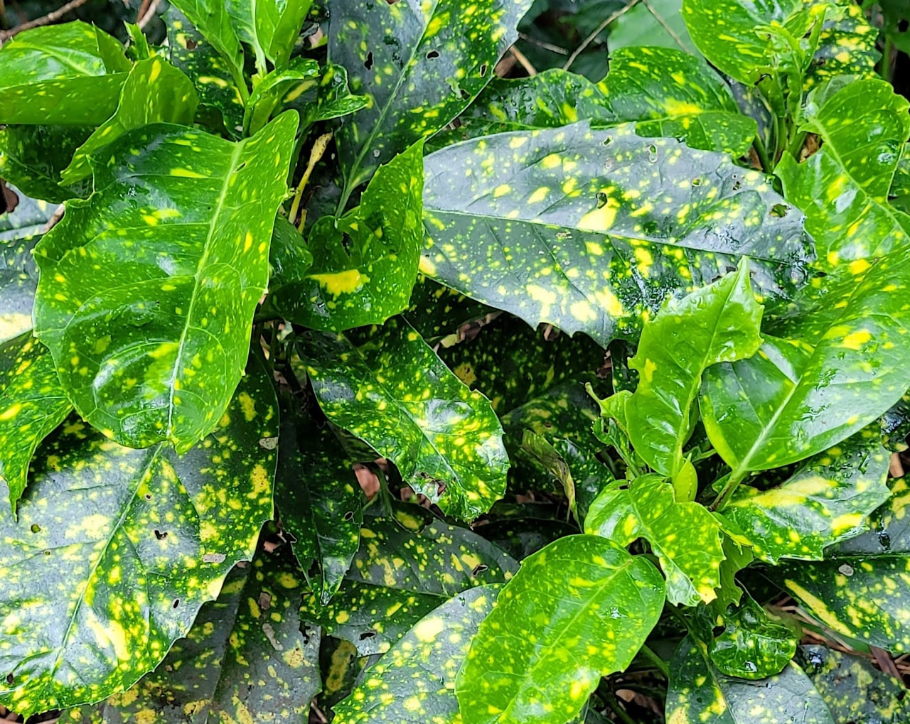 Aucuba crotonoides is THE foliage shrub to use to 