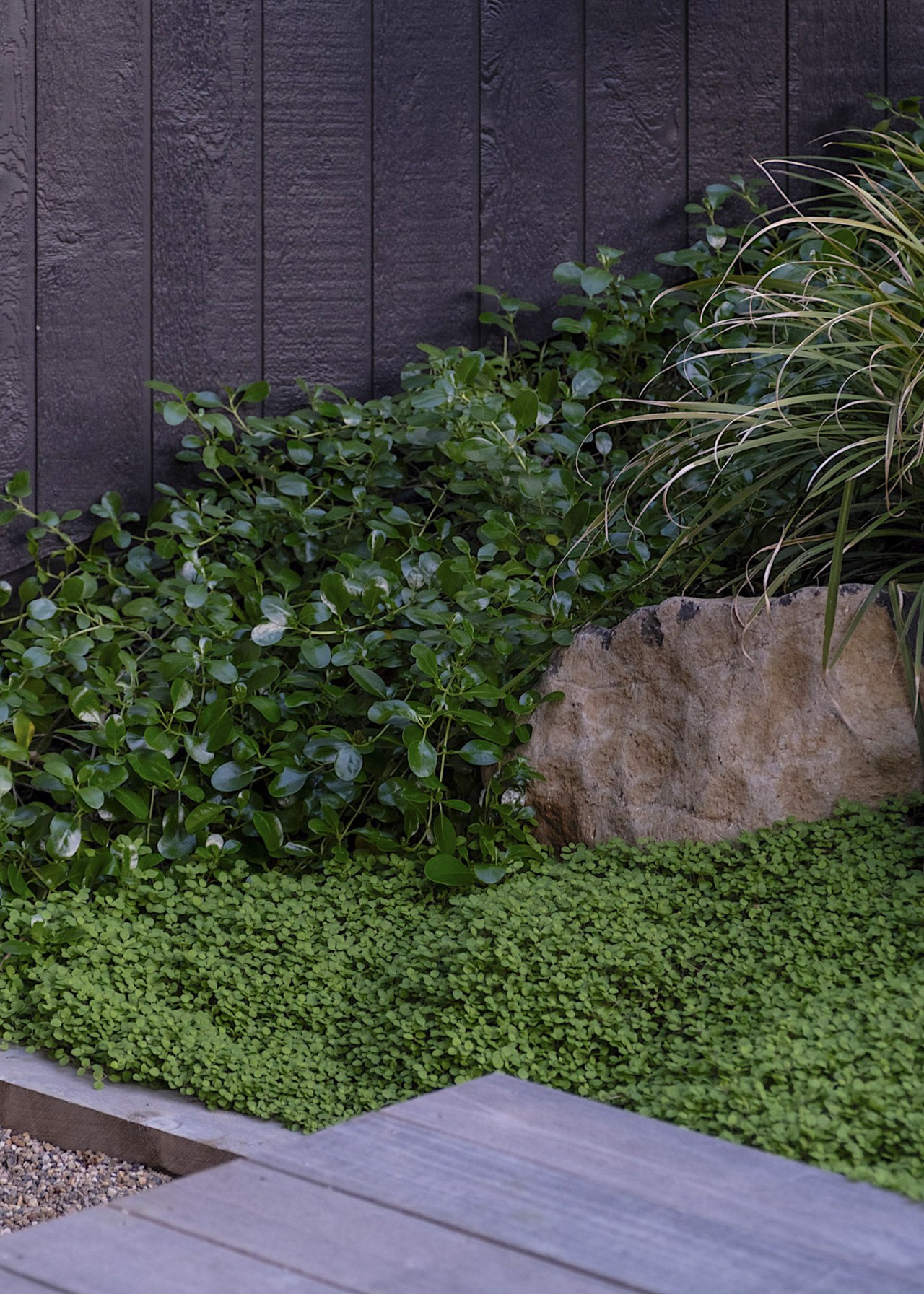 Coprosma Green Rocks; Fuchsia procumbens 
