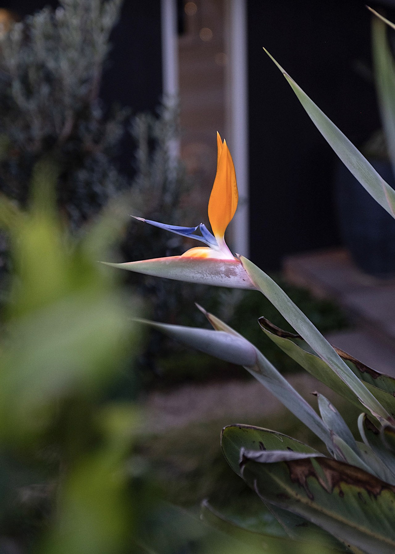Bird of Paradise (Strelitzia reginae) 