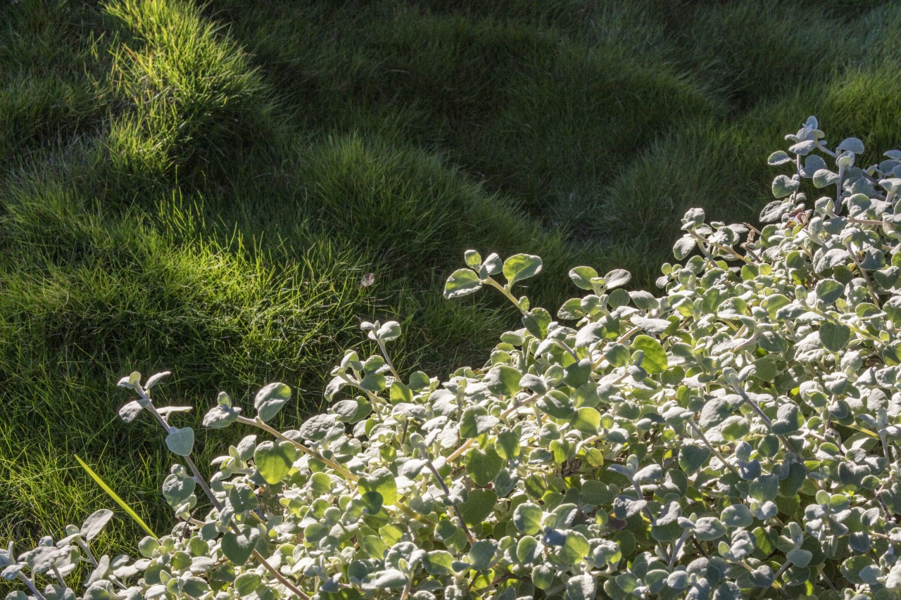 Helichrysum is in the foreground with zoysia grass 