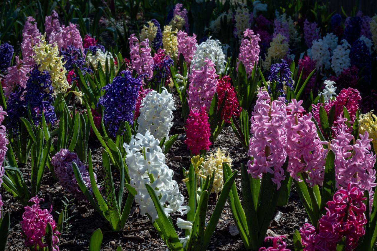 Hyacinth bulbs love being a sunny, well drained 