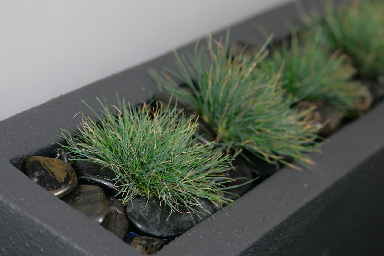 A view of some planters by Bentleigh By flowerpot, grass, grass family, houseplant, plant, tree, gray, black