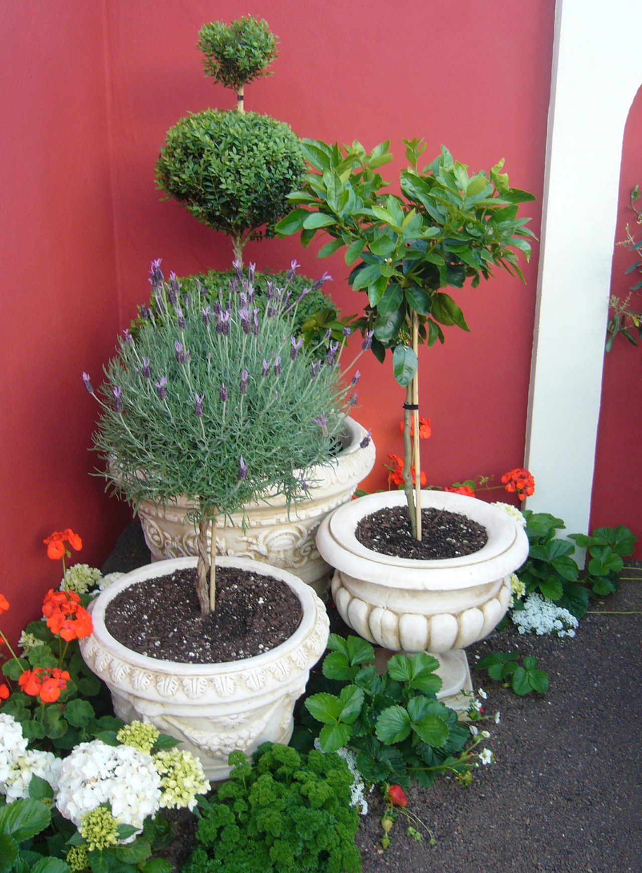 A view of some marble plant pots from evergreen, flower, flowerpot, garden, grass, herb, houseplant, plant, shrub, tree, red