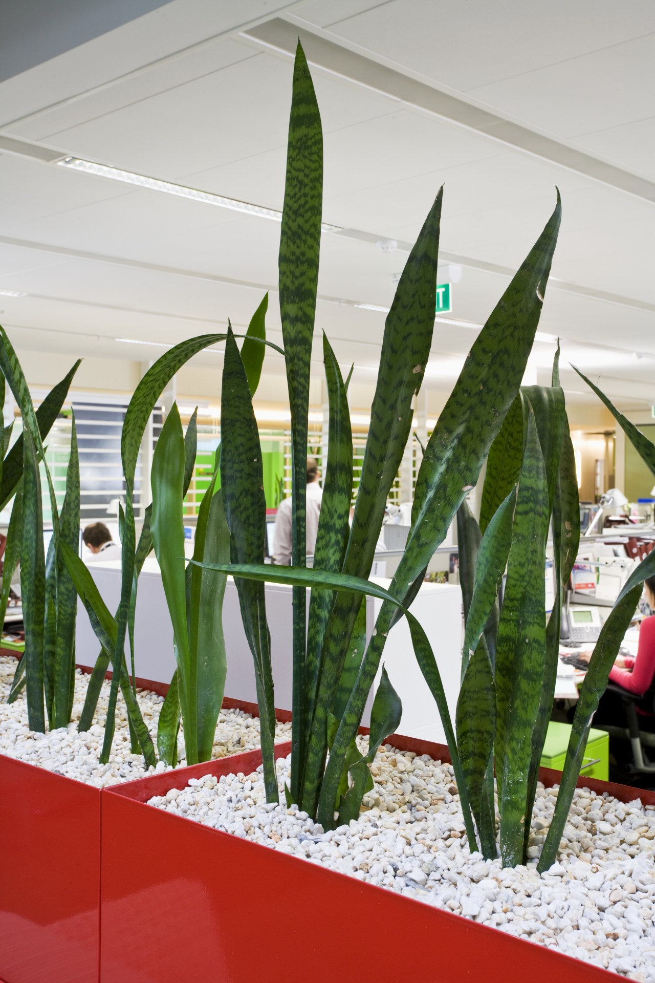 Images of the interior of the Bendigo Bank. flower, flowerpot, houseplant, leaf, plant, white