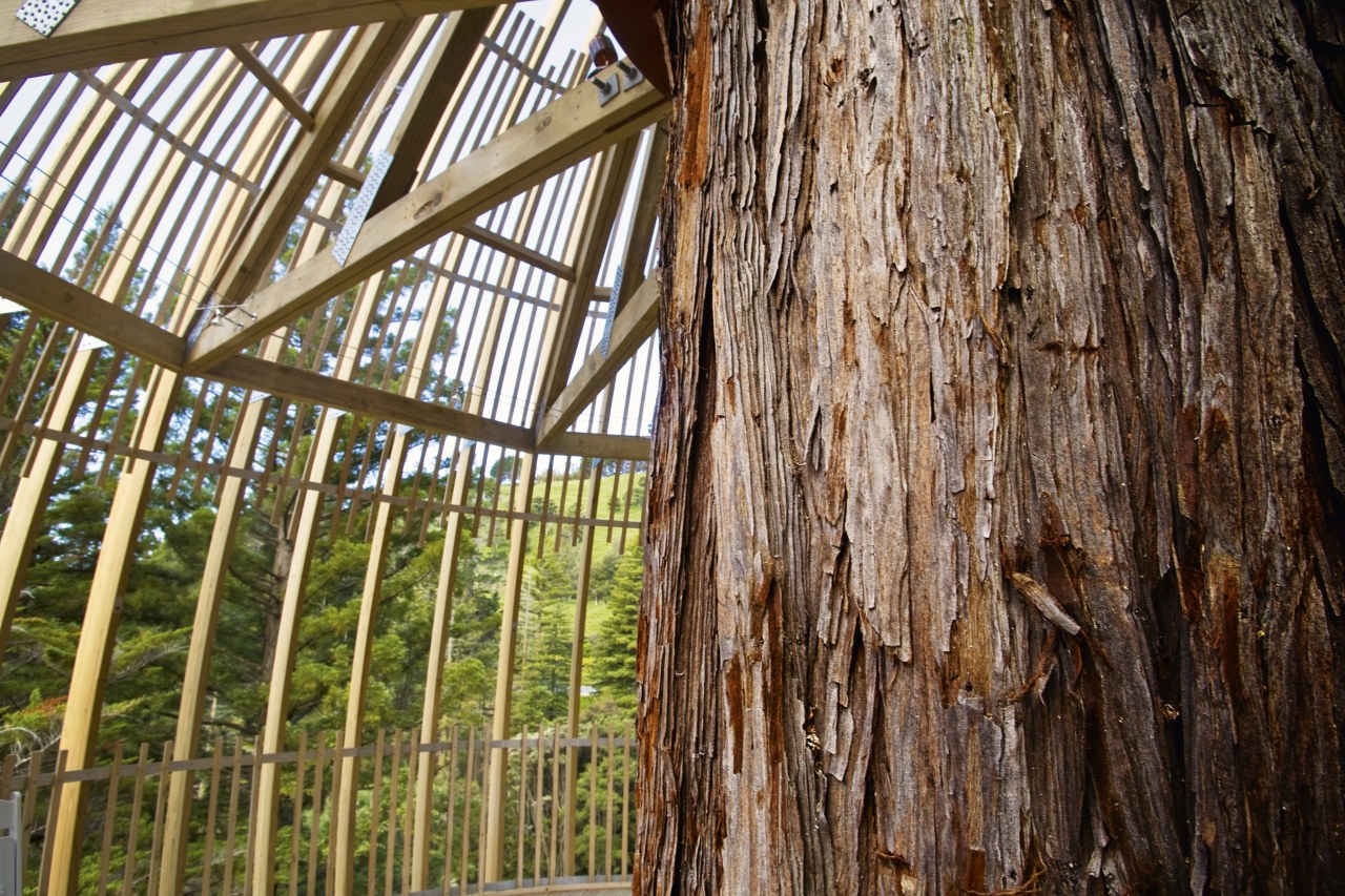 Image of the Yellow Treehouse restaurant which has plant, structure, tree, wood, brown