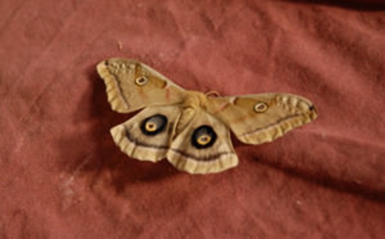 butterfly on sofa arthropod, bombycidae, butterfly, fauna, insect, invertebrate, moth, moths and butterflies, organism, pollinator, red