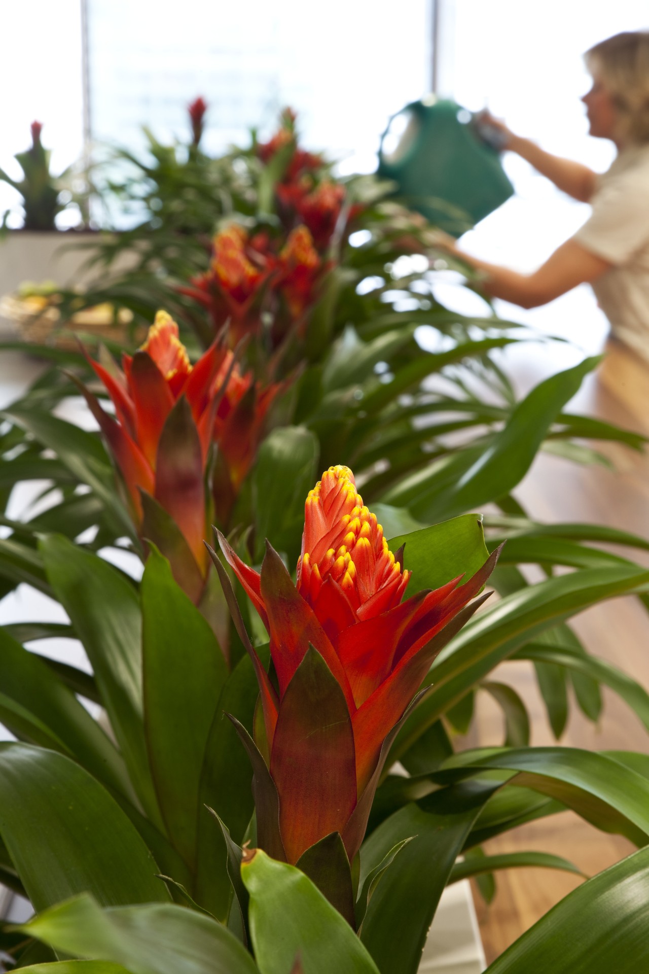 View of plants by Inscape. bromeliaceae, flora, floristry, flower, flowering plant, leaf, plant, spring, brown