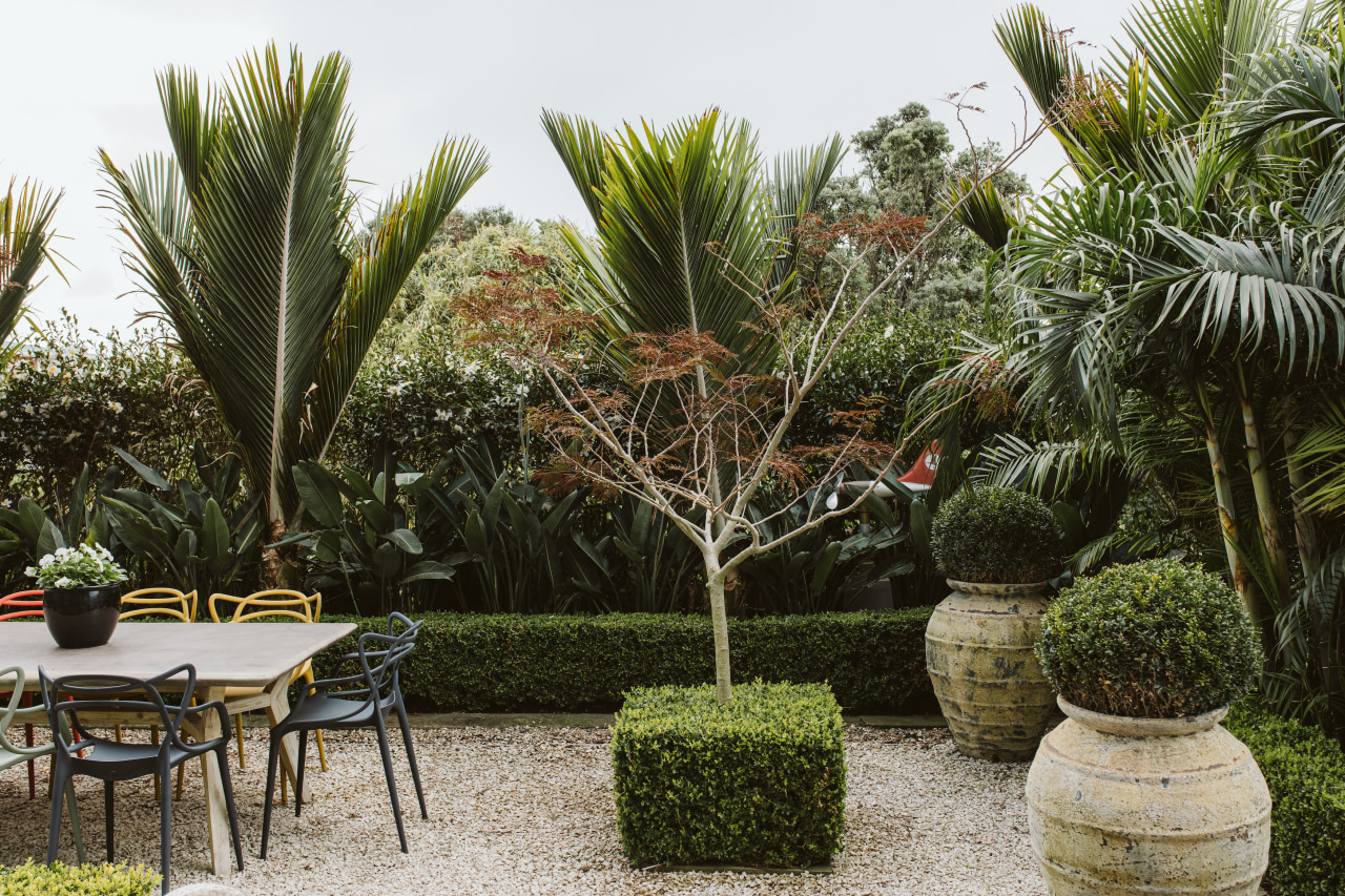Clipped hedging and Japanese Buxus cubes provide structure 