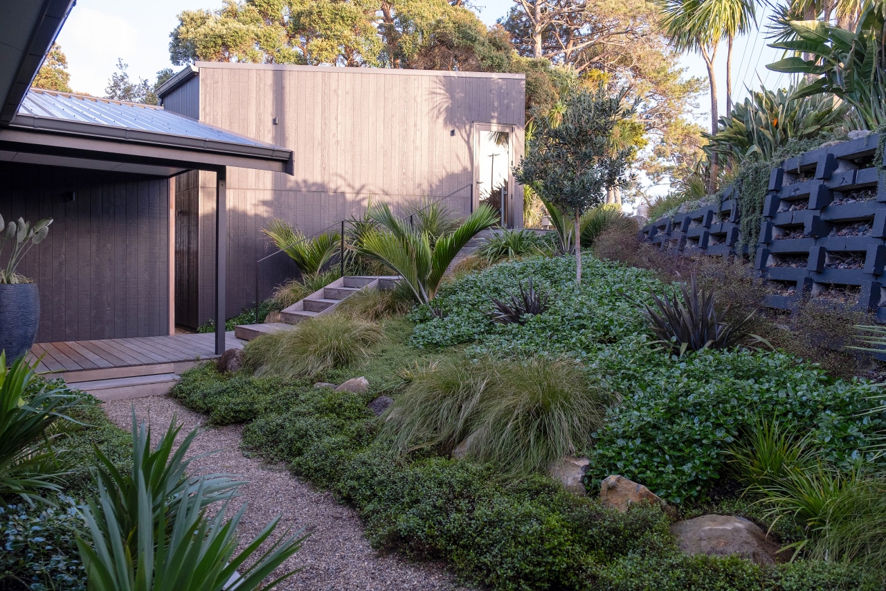 Over time, the dense native planting will continue 