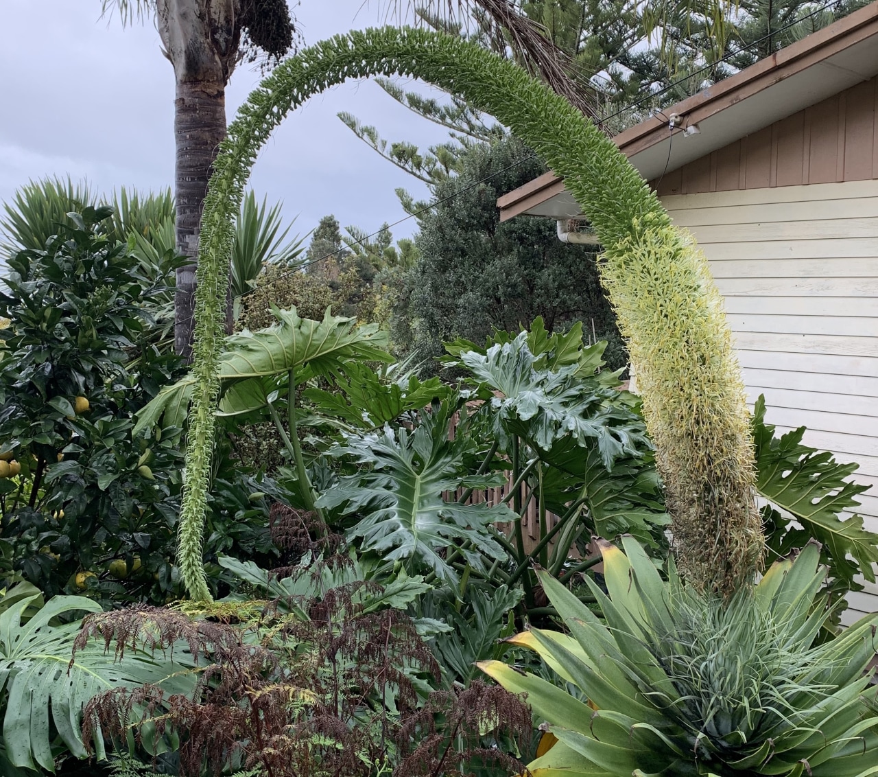 Agave attenuata survives on minimal water, thriving in extremely 