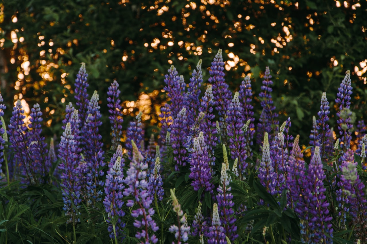 A large shrub like a Lilac or Viburnum delphinium, english lavender, flower, flowering plant, french lavender, lavender, lupin, plant, purple, spring, violet, black