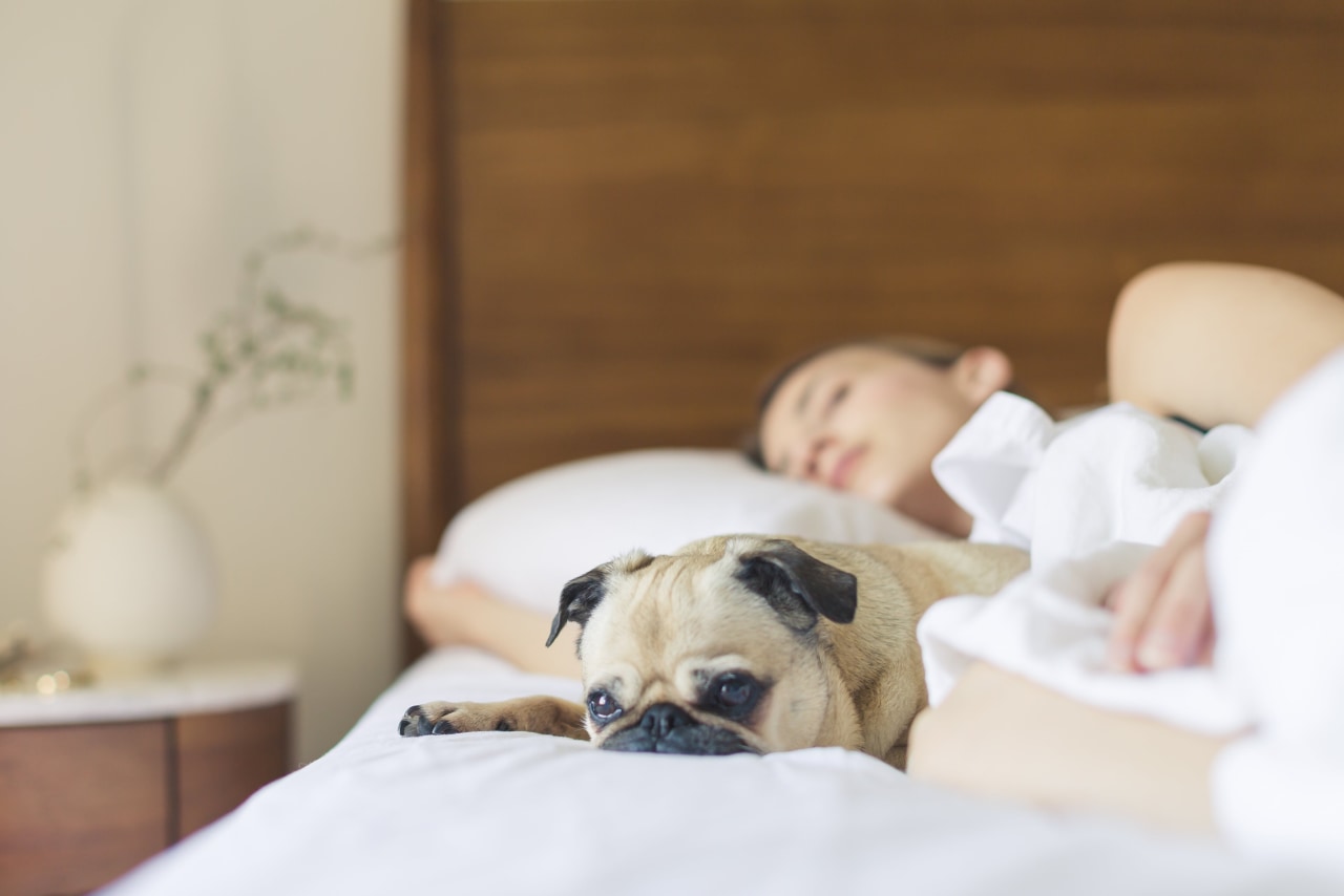 Ensure your bedroom has a cosy feel so canidae, carnivore, child, companion dog, dog, dog breed, fawn, nap, non-sporting group, puppy, puppy love, snout, gray, brown