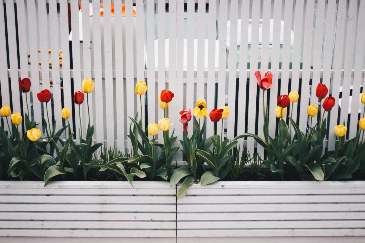 Fences can now be turned into garden focal botany, fence, floral design, floristry, flower, flowering plant, grass, houseplant, landscape, leaf, lily family, petal, picket fence, plant, plant stem, spring, tulip, wildflower, yellow, white, gray