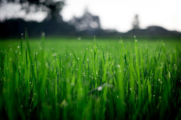 By raising the blades a little higher on close-up, dew, grass, grass family, grassland, green, lawn, leaf, moisture, nature, photography, plant, sky, spring, vegetation, water, wheatgrass, green