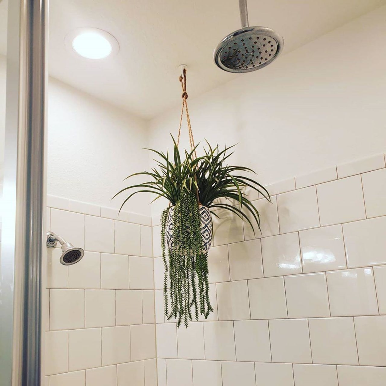 10 humidity-loving houseplants for your bathroom | Trends