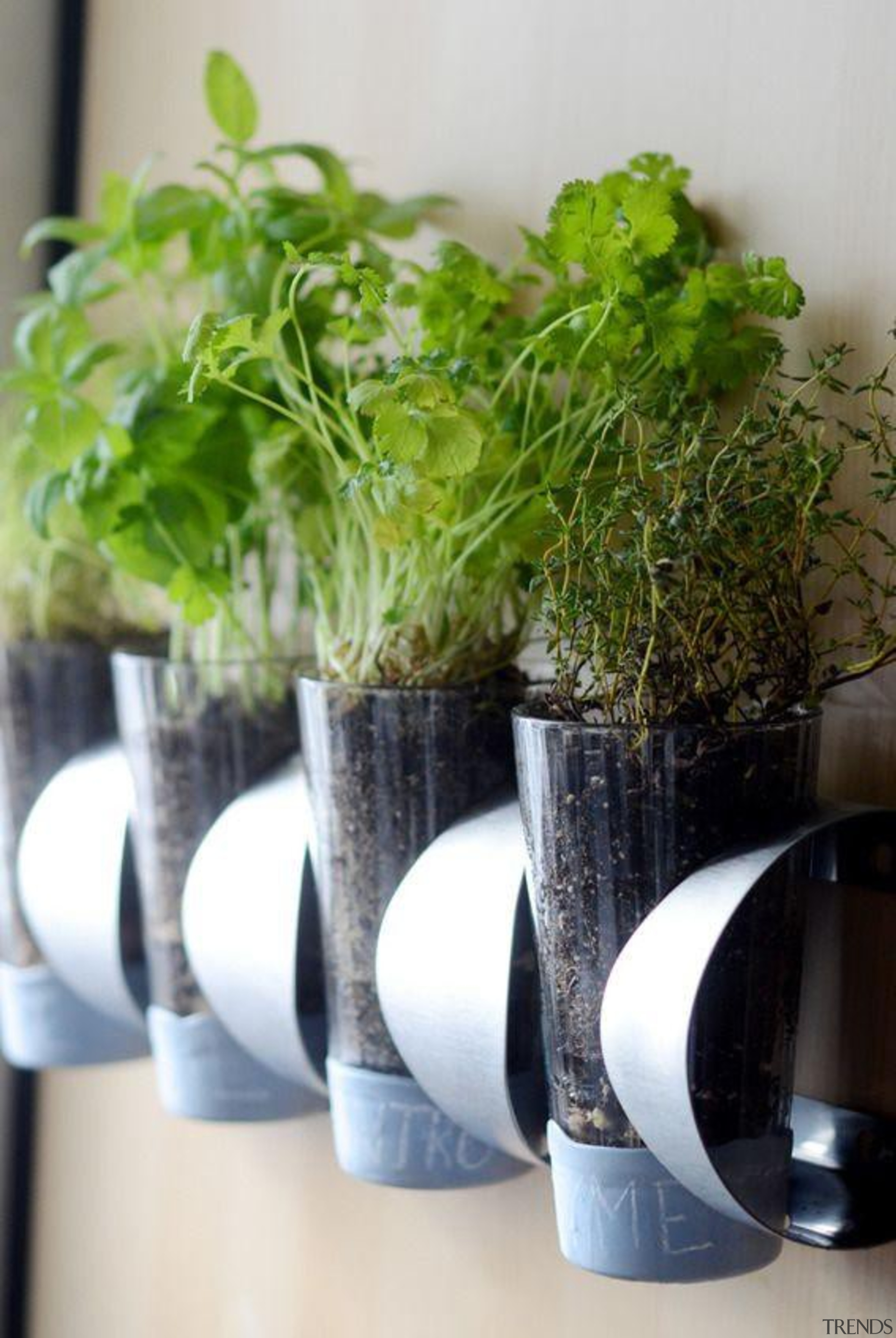 Vertical Garden - Vertical Garden - centrepiece | centrepiece, flowerpot, herb, plant, vase, white