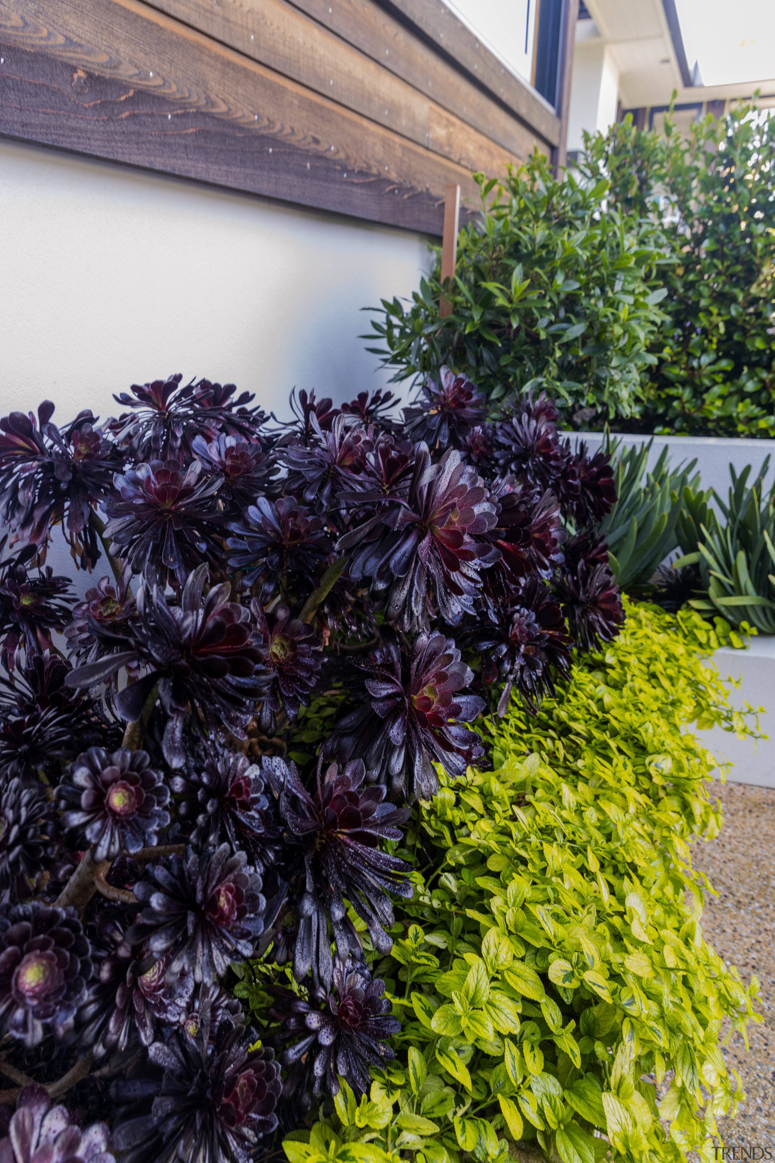  Purple plant – Aeonium Schwarzkopf; green plantings – Ceanothus Diamond Heights. 