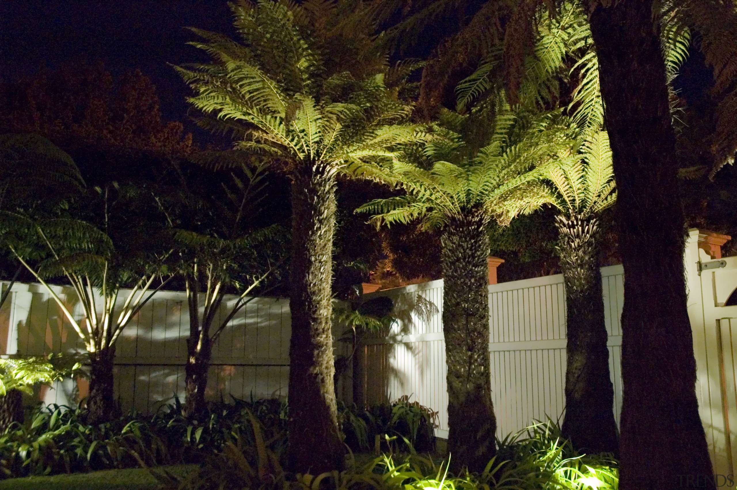 A view of a garden with lighting which arecales, grass, hacienda, home, landscape, landscape lighting, leaf, lighting, night, palm tree, plant, tree, vegetation, black, brown