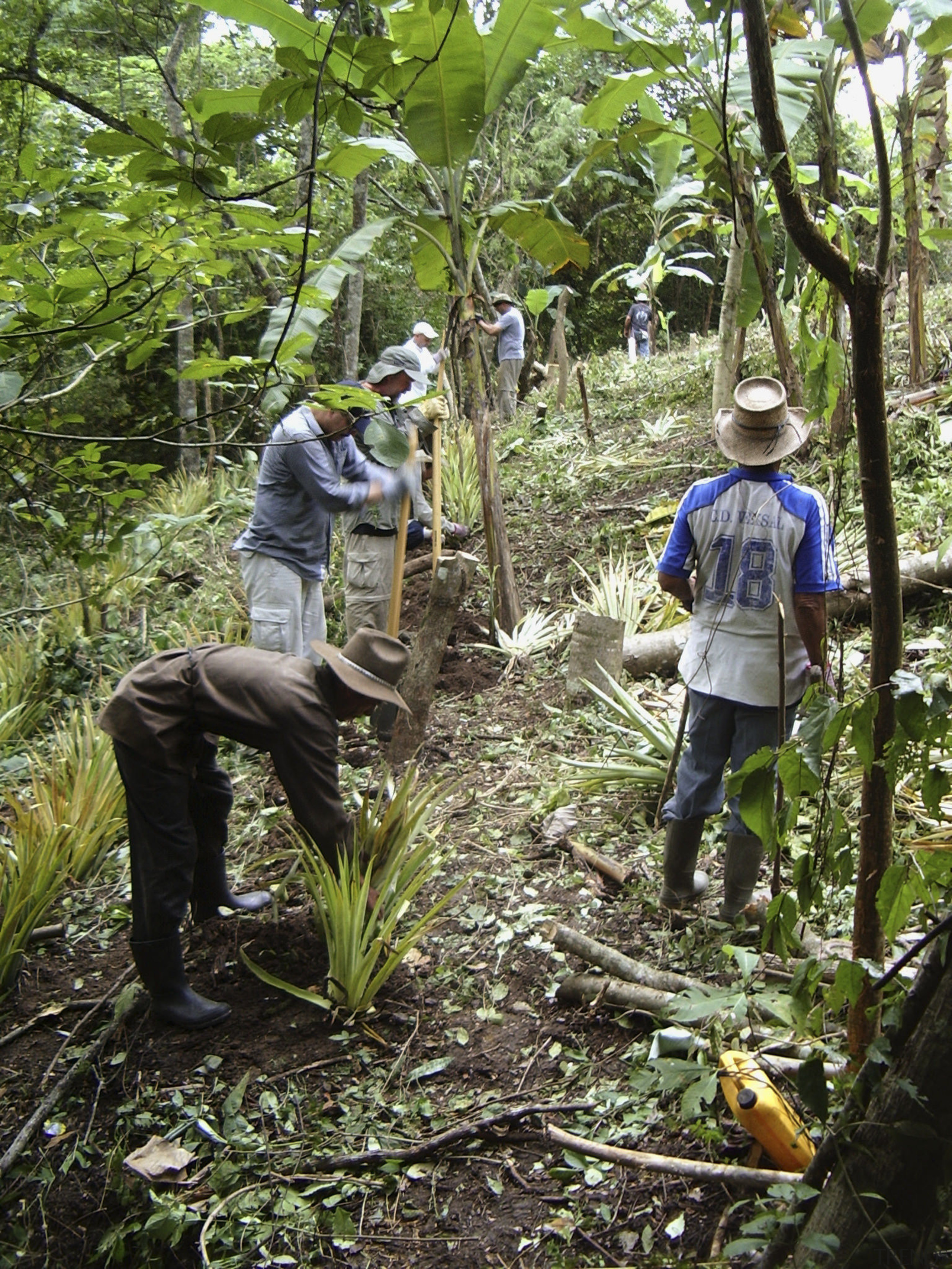 Pacific Crest Industries sponsors a village in El biome, ecosystem, flora, forest, jungle, nature reserve, old growth forest, plant, rainforest, tree, vegetation, woodland, green, brown