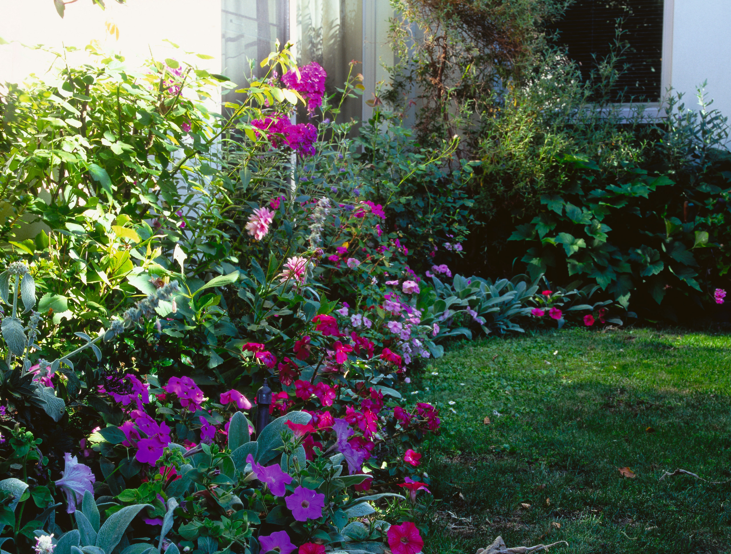 Close up view of the garden. - Close annual plant, flora, flower, flowering plant, garden, landscaping, leaf, plant, shrub, yard, green