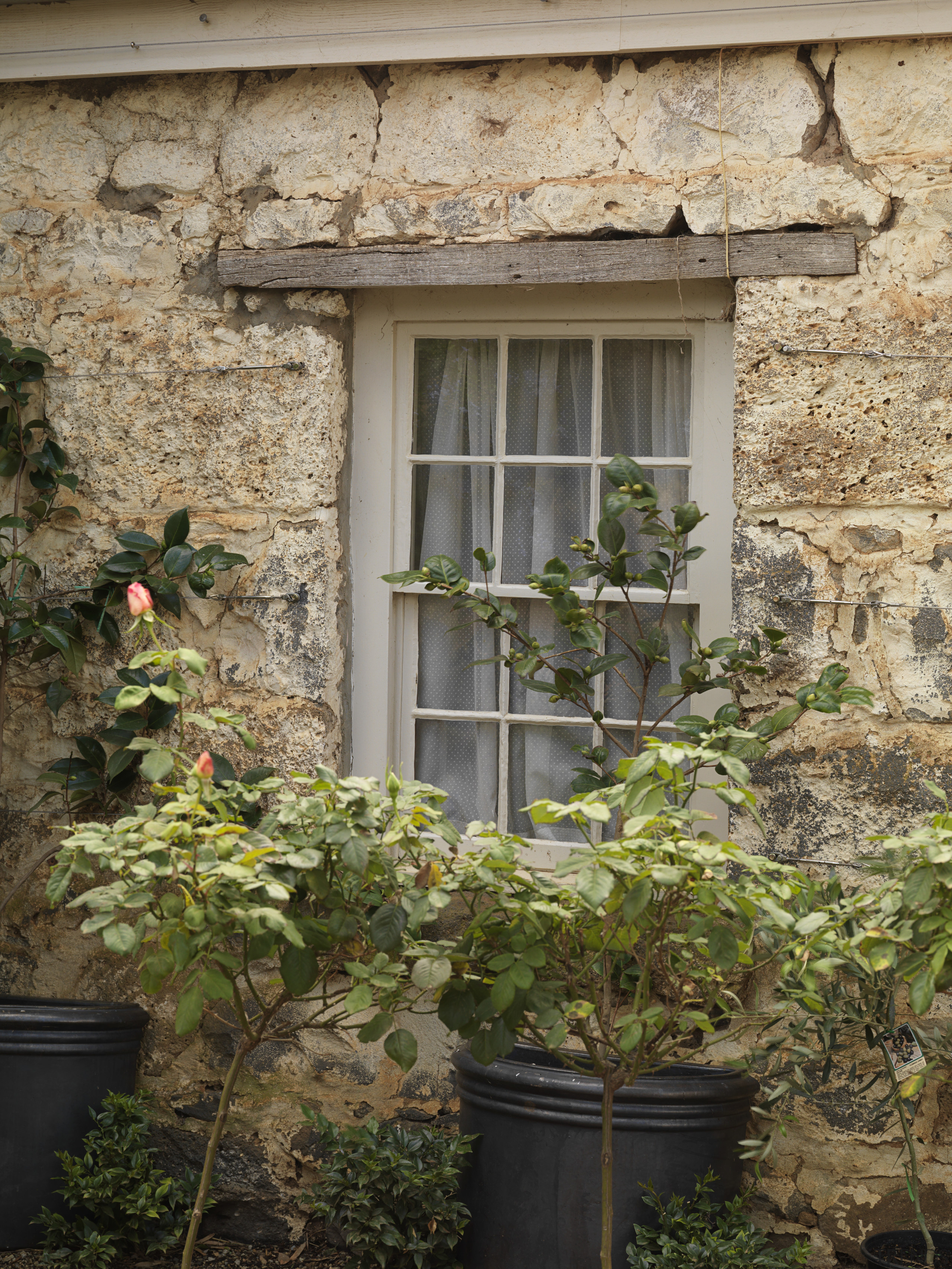 Exterior view of a window in this colonial-styled facade, flower, home, house, plant, tree, window, brown, orange