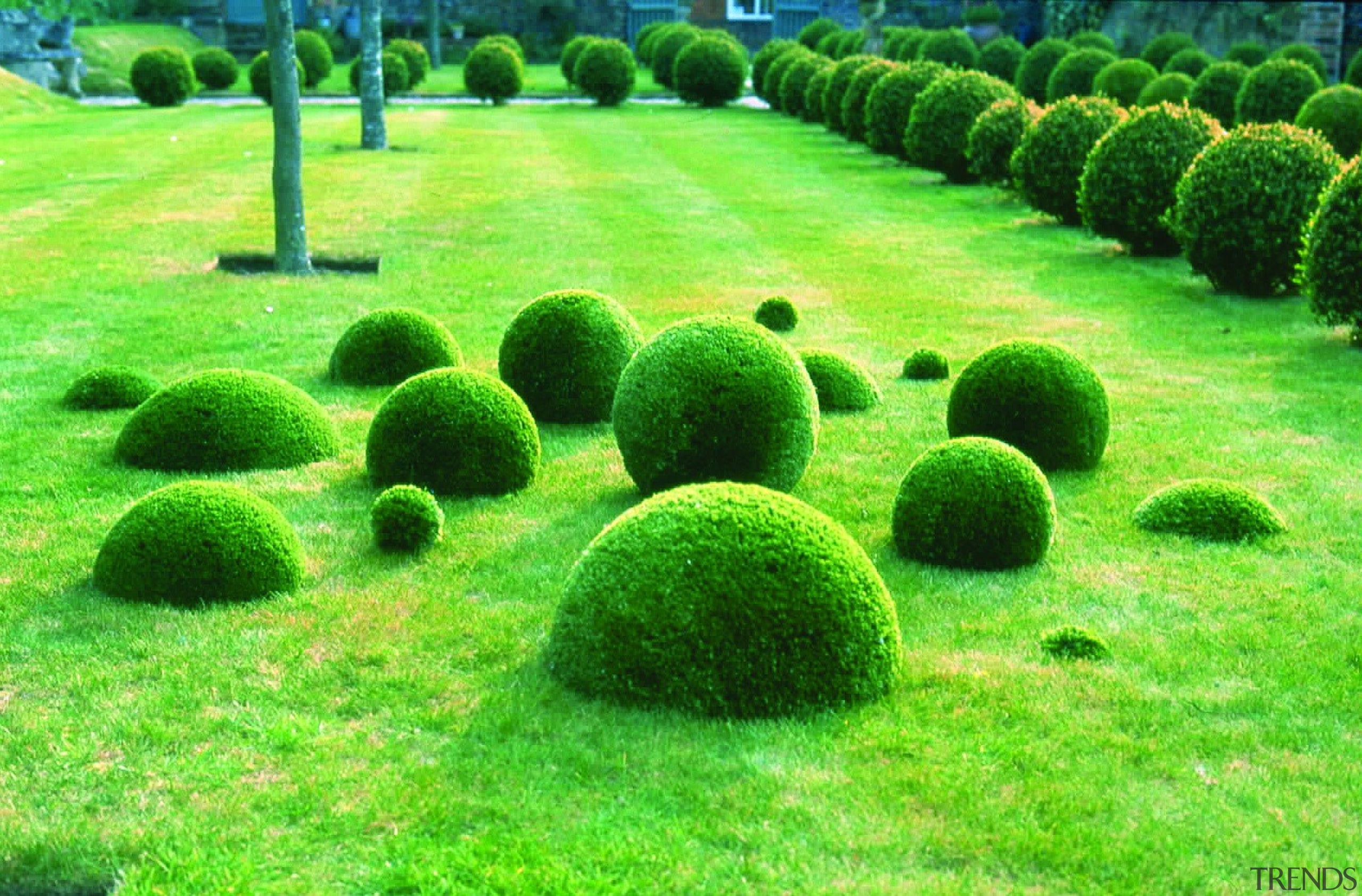 Commercial landscape - biome | garden | grass biome, garden, grass, grass family, landscape, lawn, plant, shrub, tree, vegetation, green