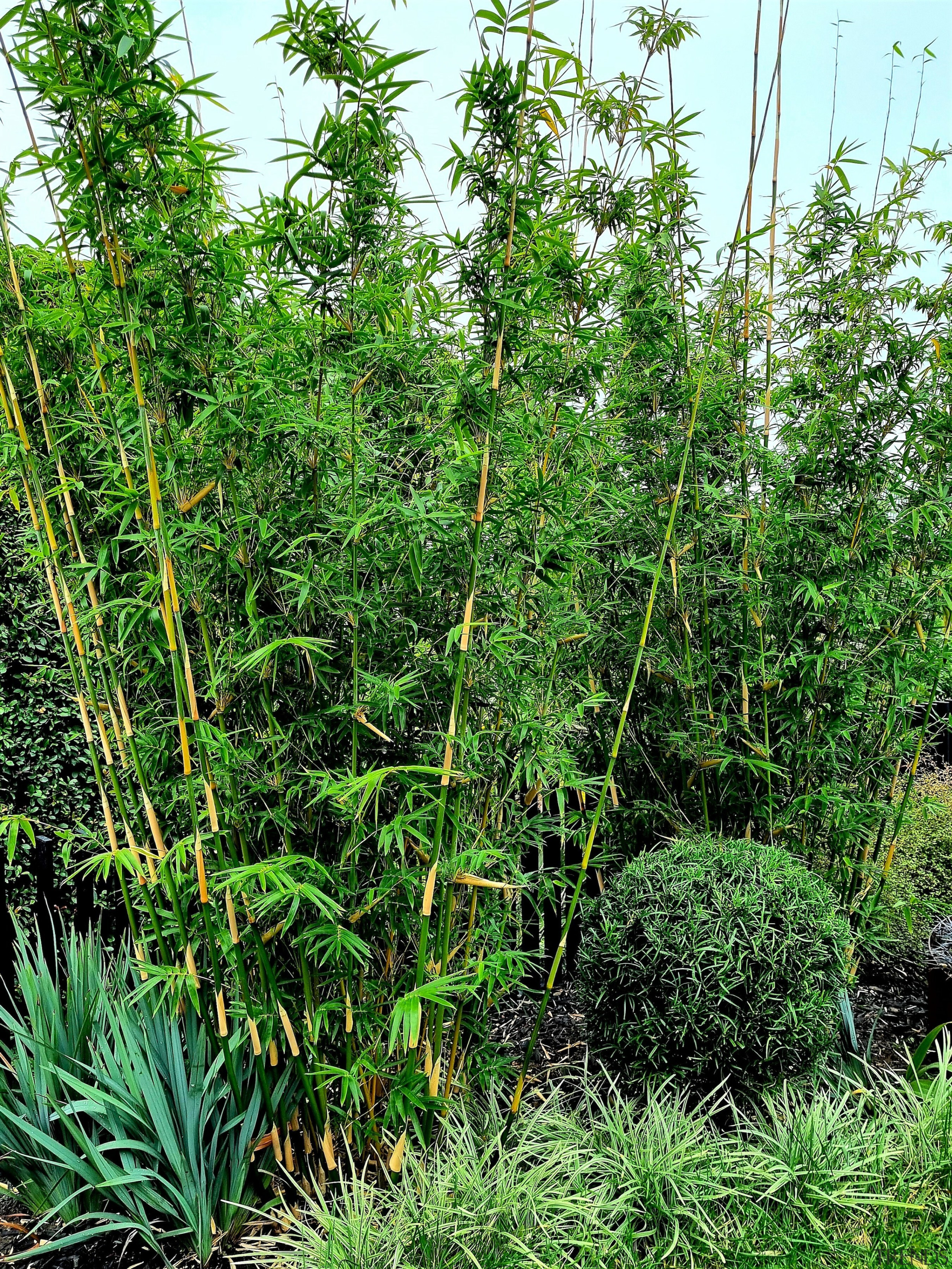 Well behaved clumping Bamboo textilis ‘green goddess’ creates 