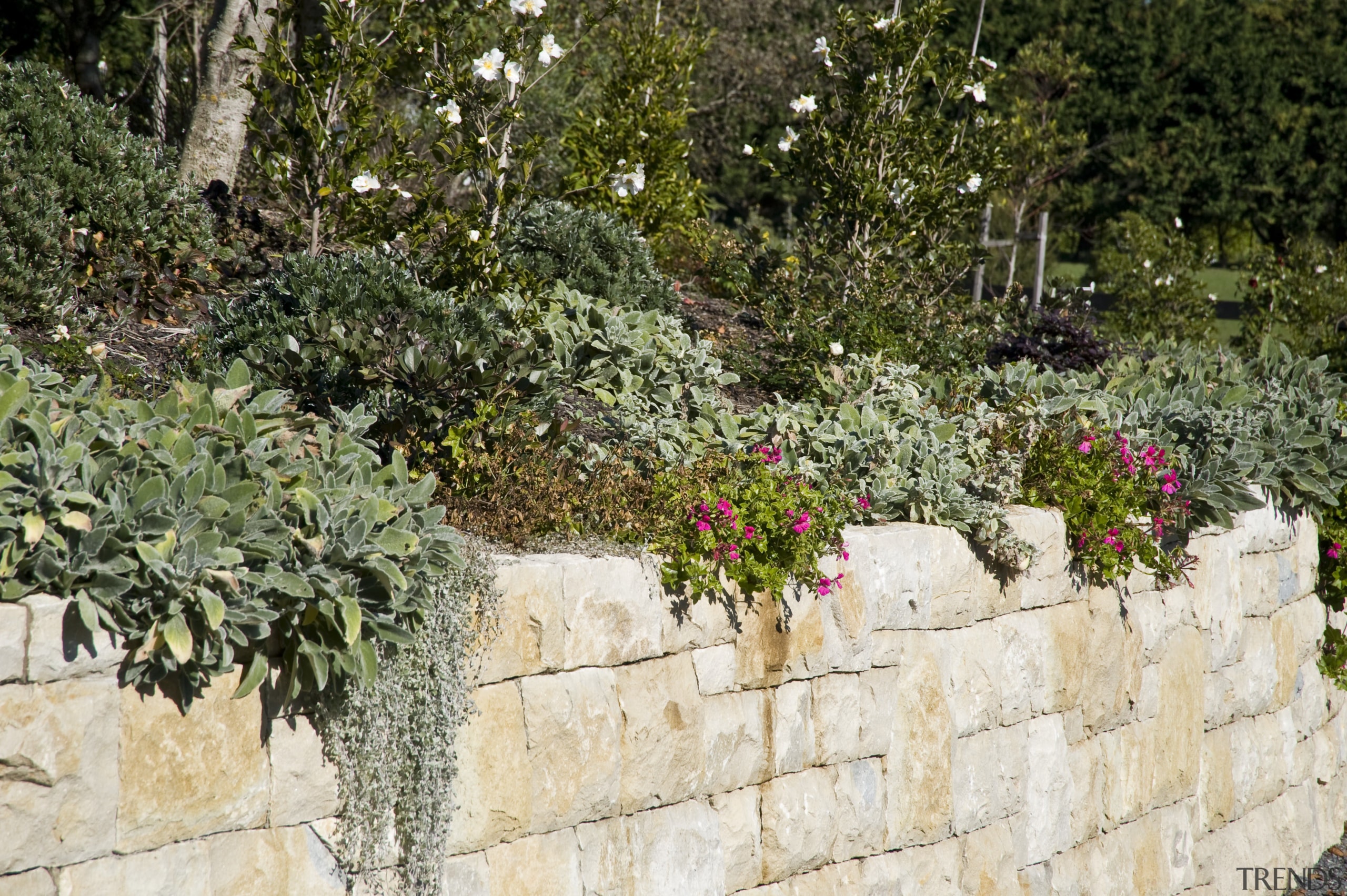 View of a limestone wall constructed by Auckland flora, flower, garden, landscape, landscaping, outdoor structure, plant, shrub, stone wall, tree, walkway, wall, yard, brown, white