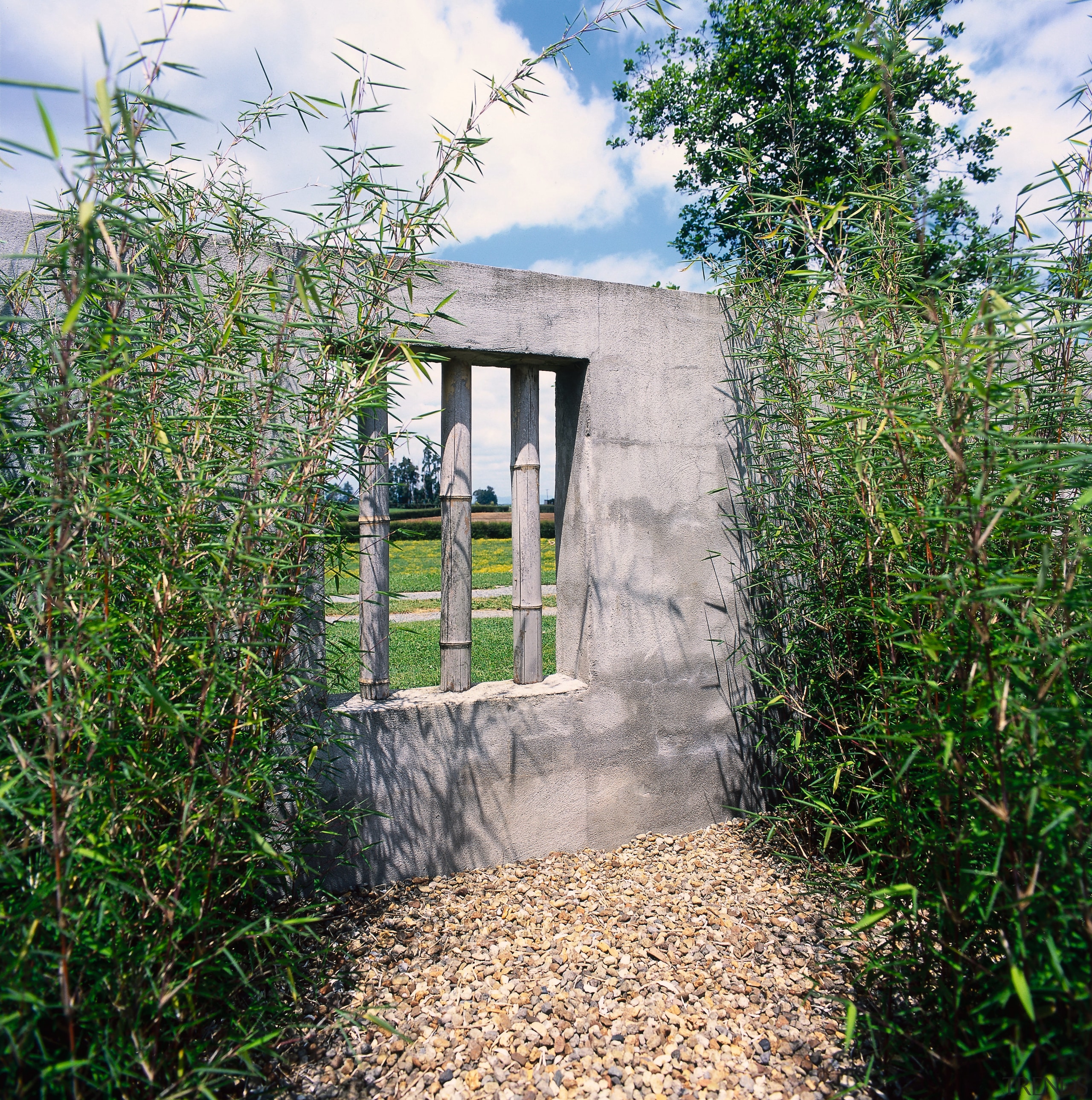 weaver bamboo sways in the breeze  framing grass, grass family, house, plant, property, real estate, tree, green, white