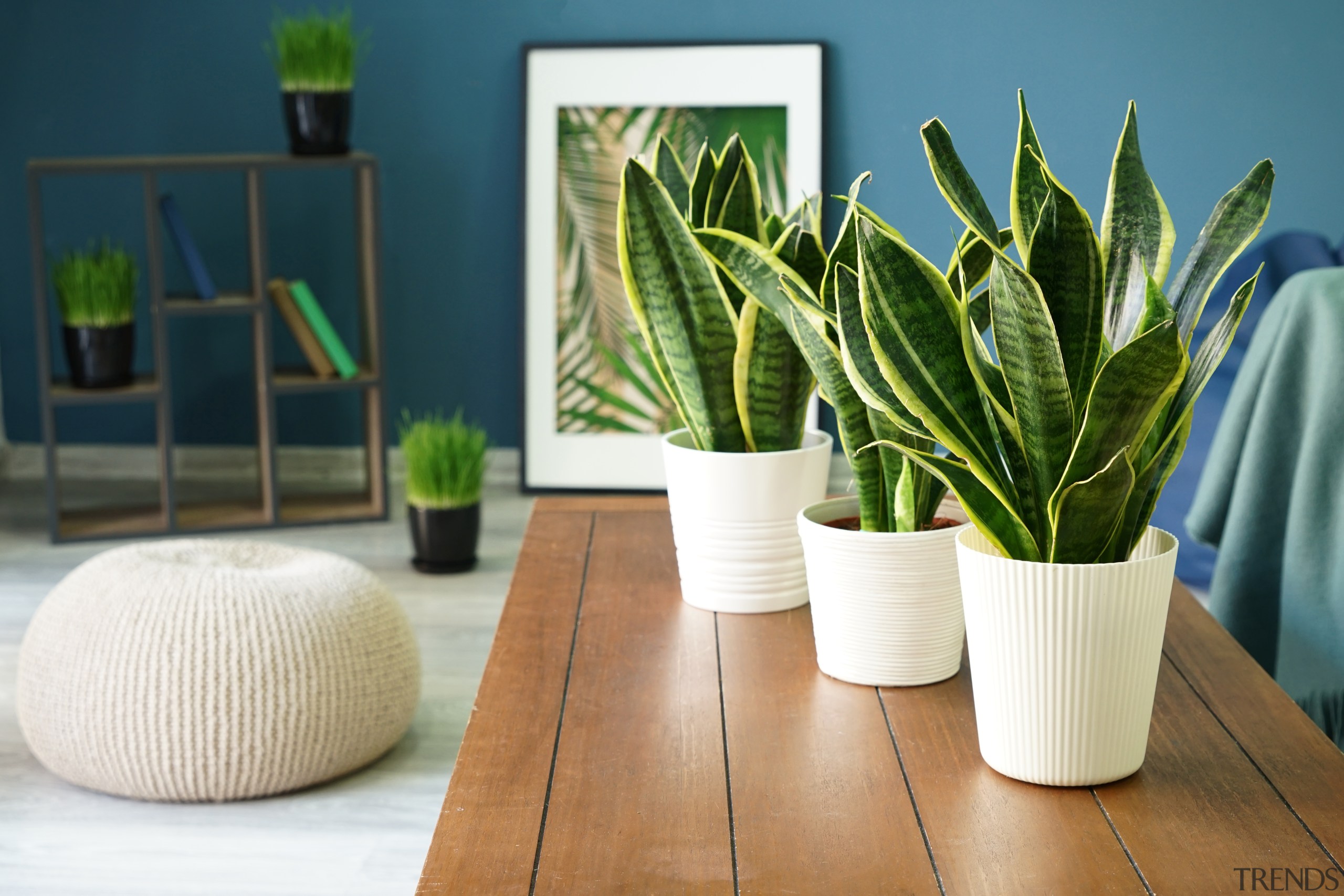 Snake plant - Instagram’s most popular houseplants revealed! 