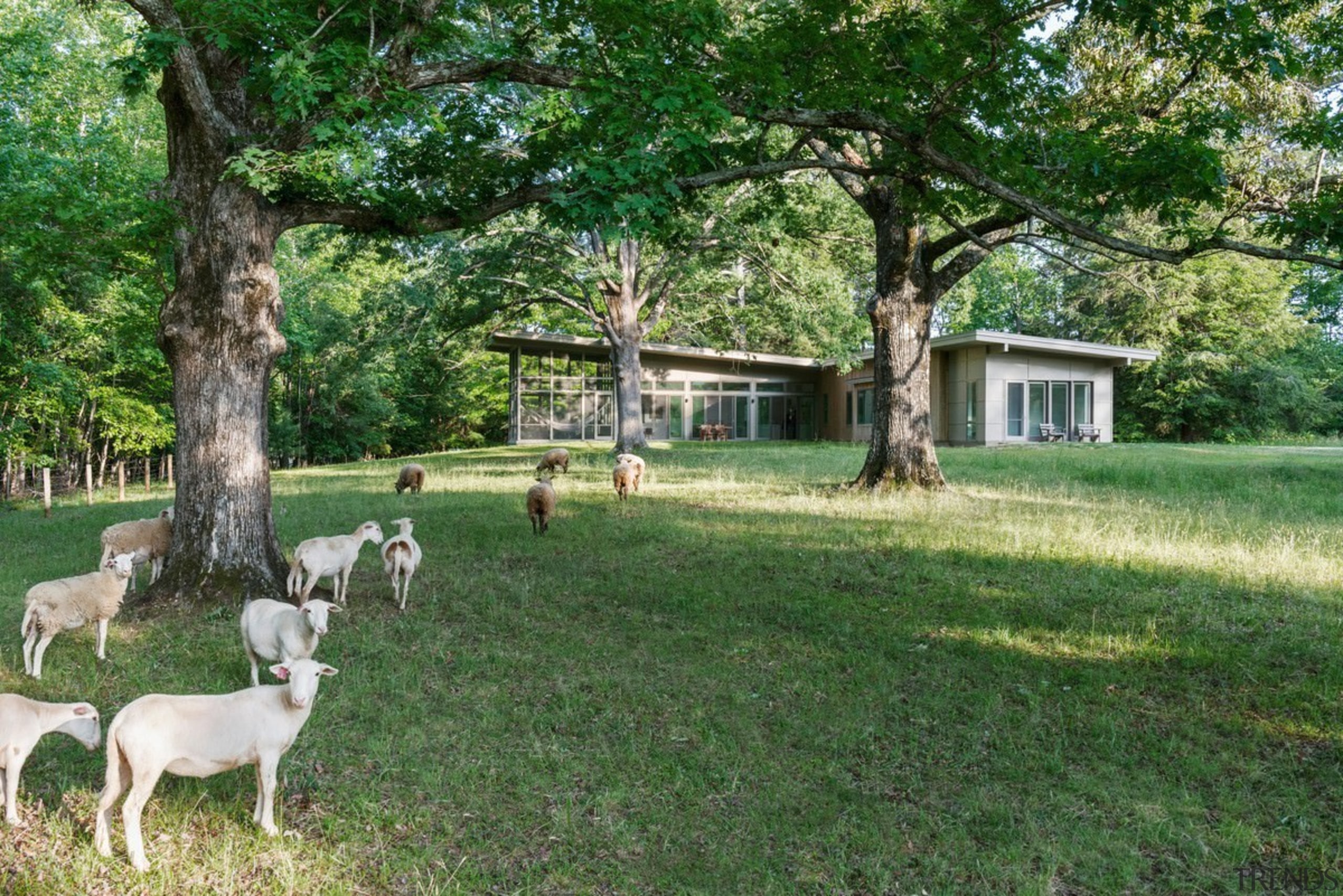 A place for the sheep to roam - cottage, estate, farm, grass, home, house, land lot, landscape, pasture, property, real estate, rural area, tree, woodland, yard, green
