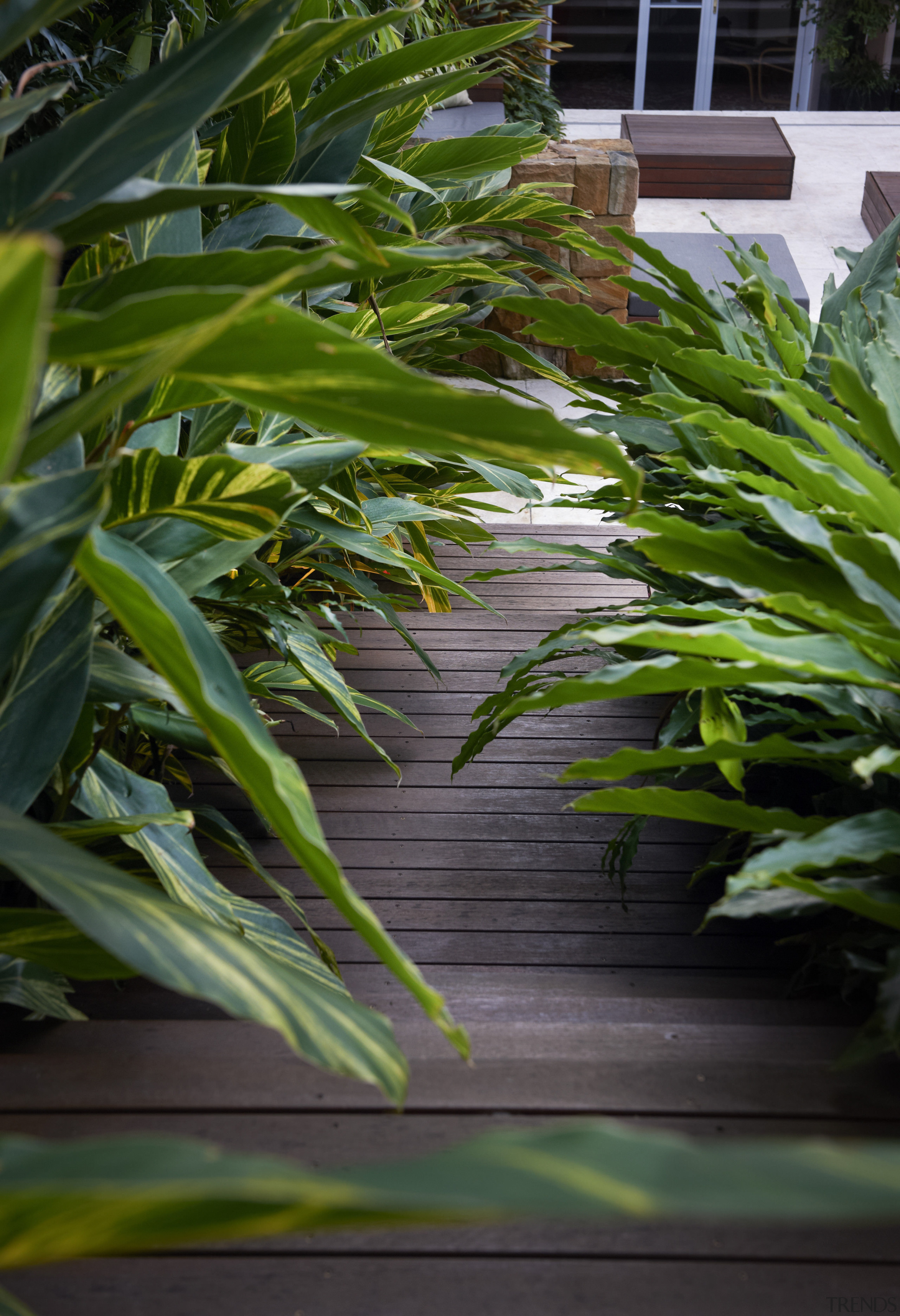 Contemporary outdoor entertaining area - Contemporary outdoor entertaining arecales, grass, grass family, leaf, plant, vegetation, green, black