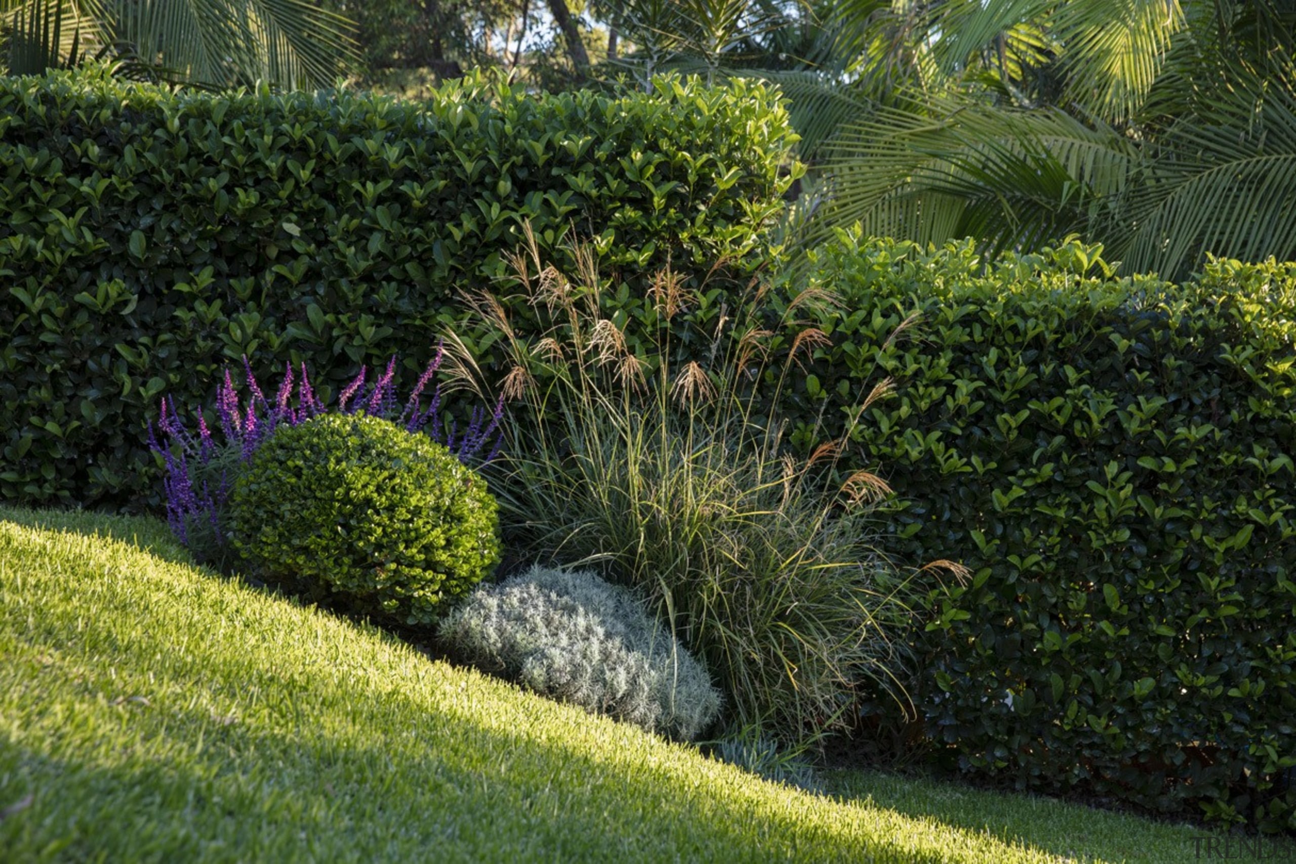 Garden Project By Landart Landscapes. Photography: Jason Busch botanical garden, garden, grass, grass family, groundcover, hedge, landscape, landscaping, lawn, plant, shrub, vegetation, walkway, yard, brown, green