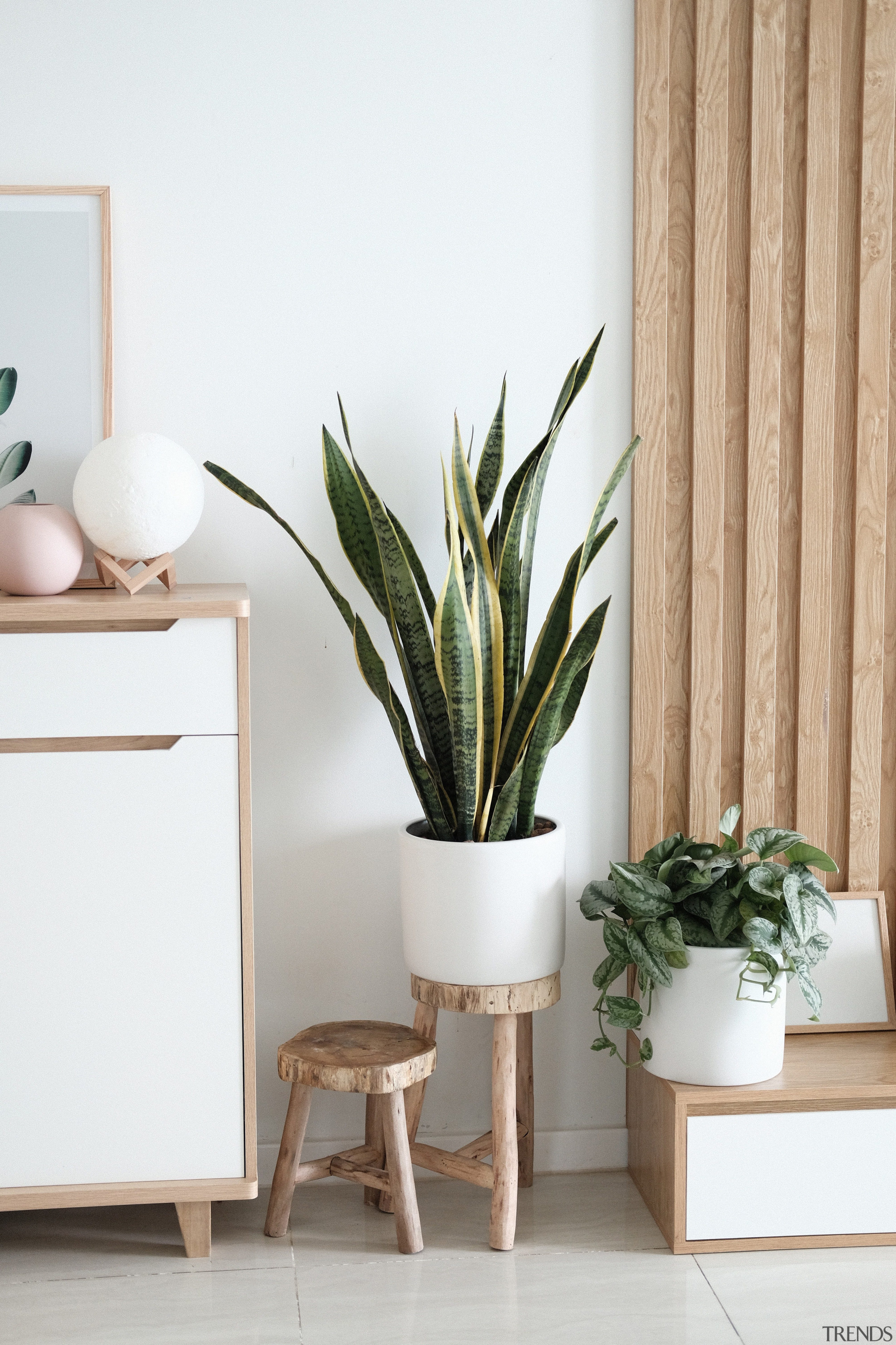 Snake plant scandi living room -  