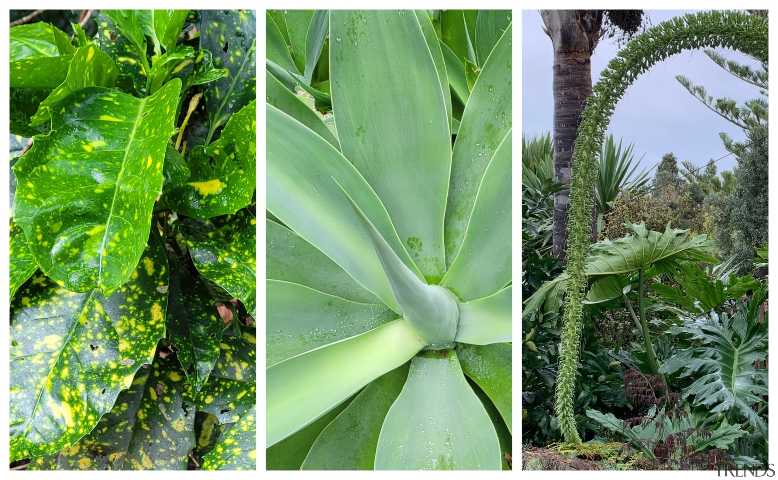 Three Low Maintenance Garden Plants Gallery 1 Trends Three Low Maintenance Garden Plants Gallery 1 Trends