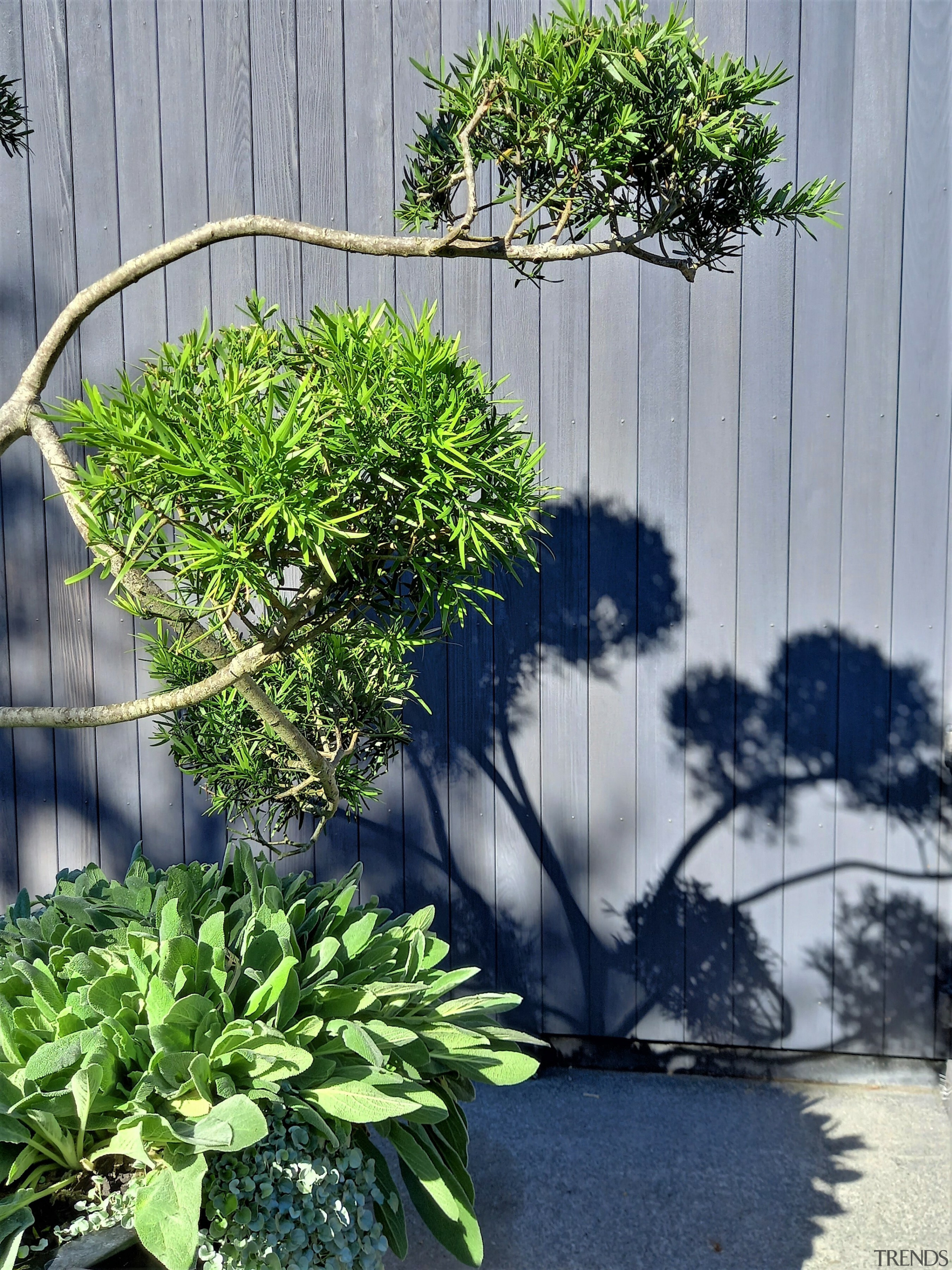 Shadow is a magical element in the garden 