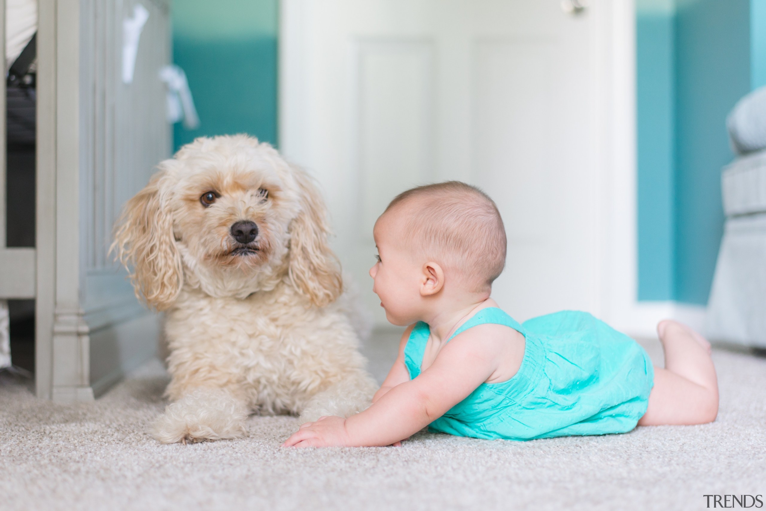 Underfloor heating - child | companion dog | child, companion dog, dog, dog breed, dog like mammal, puppy, snout, toddler, white, gray