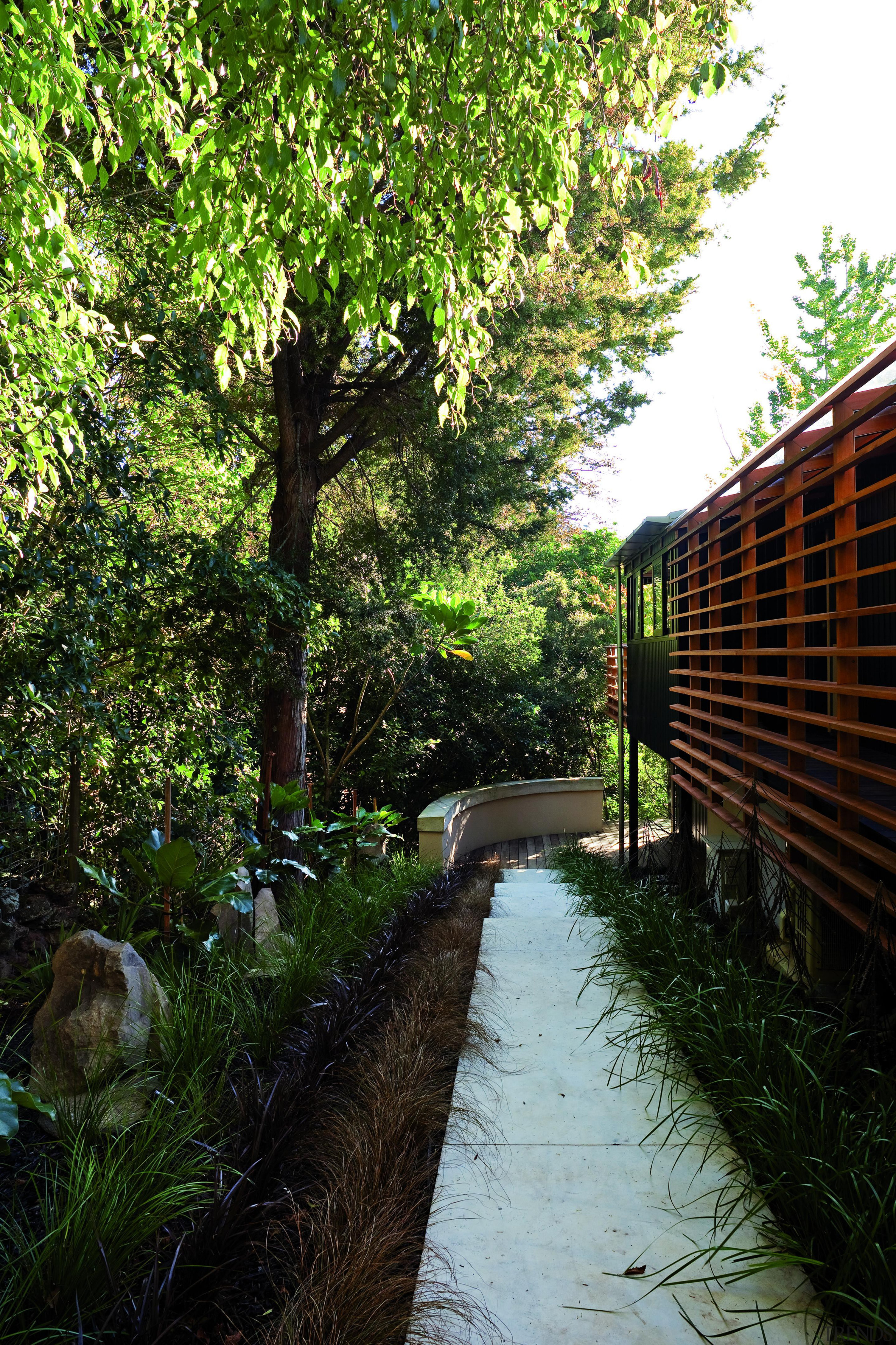 Remuera, Auckland - Glade House - garden | garden, grass, landscape, leaf, outdoor structure, path, plant, tree, walkway, yard