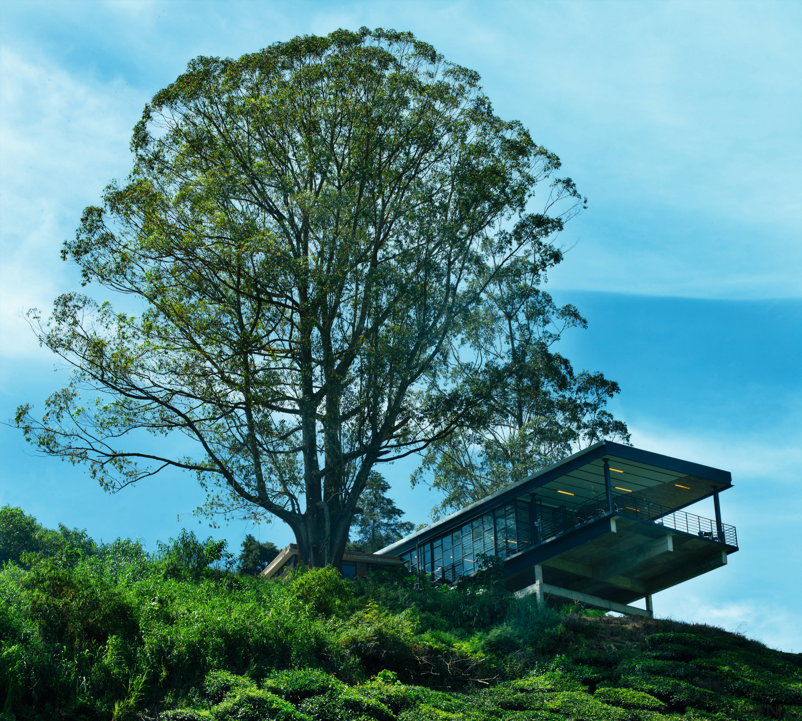 view of the large glazed outdoor terrace, giving branch, cloud, grass, leaf, nature, plant, sky, tree, vegetation, woody plant, teal